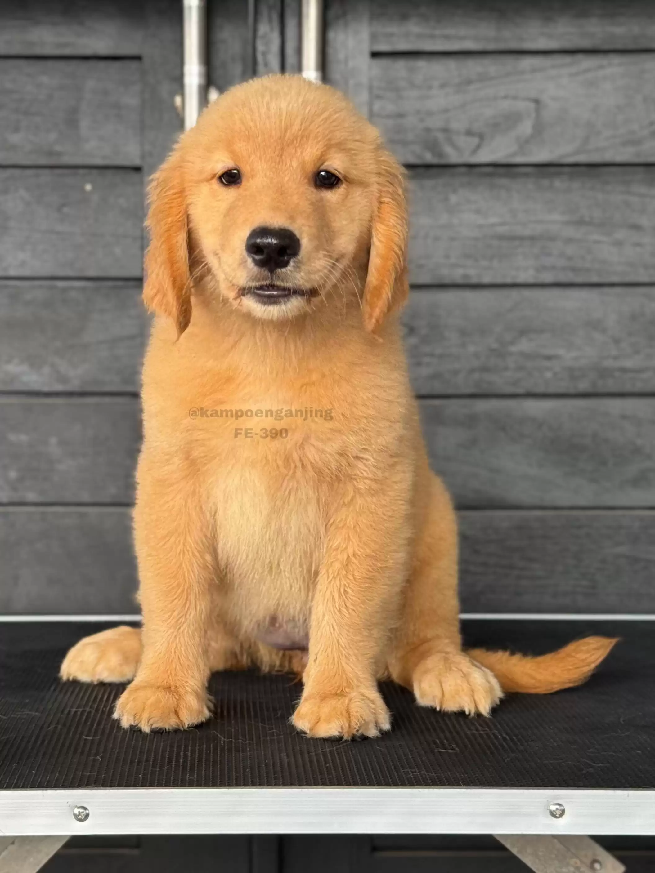 Golden Retriever female 390