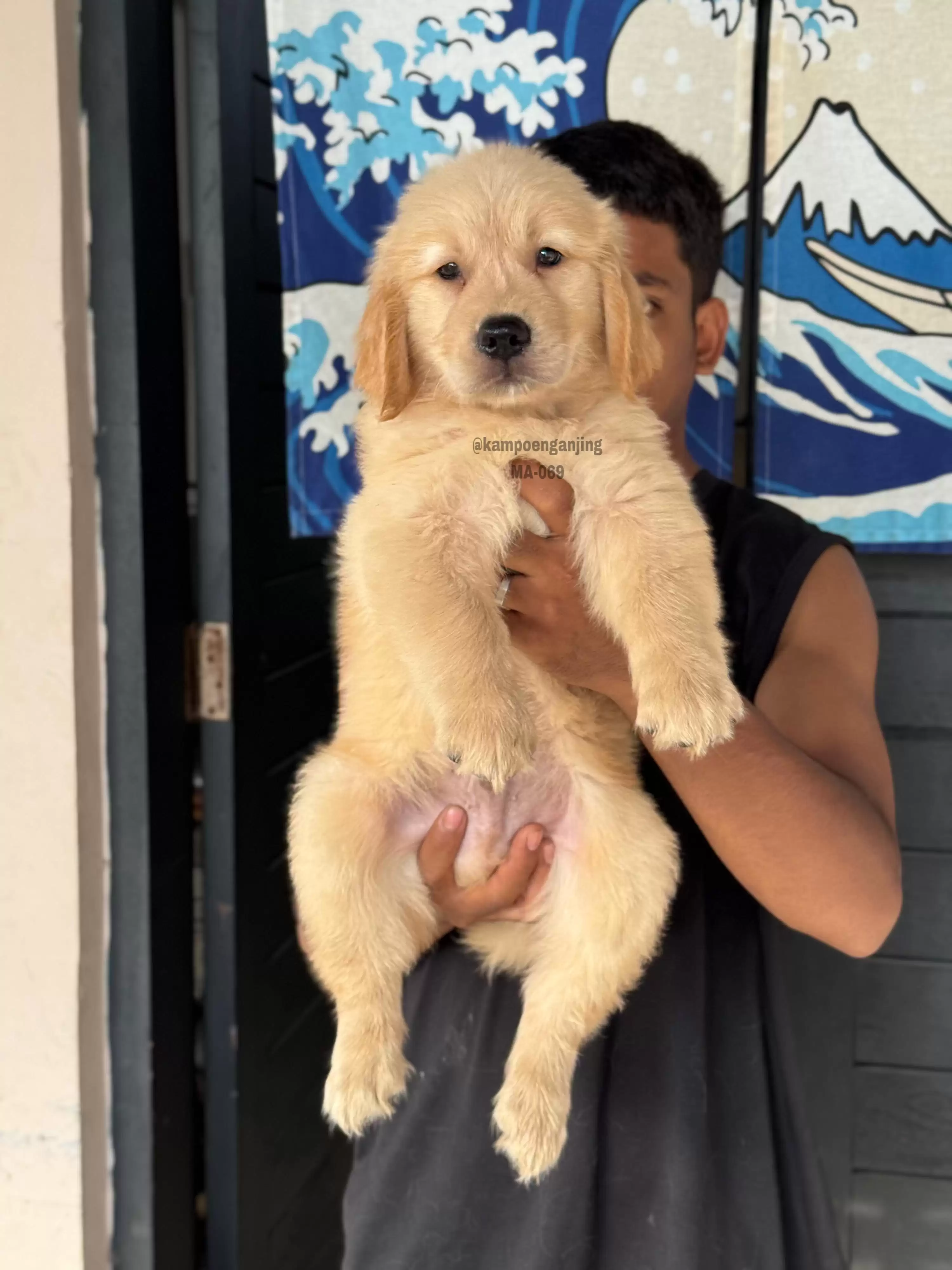 Golden Retriever male 069