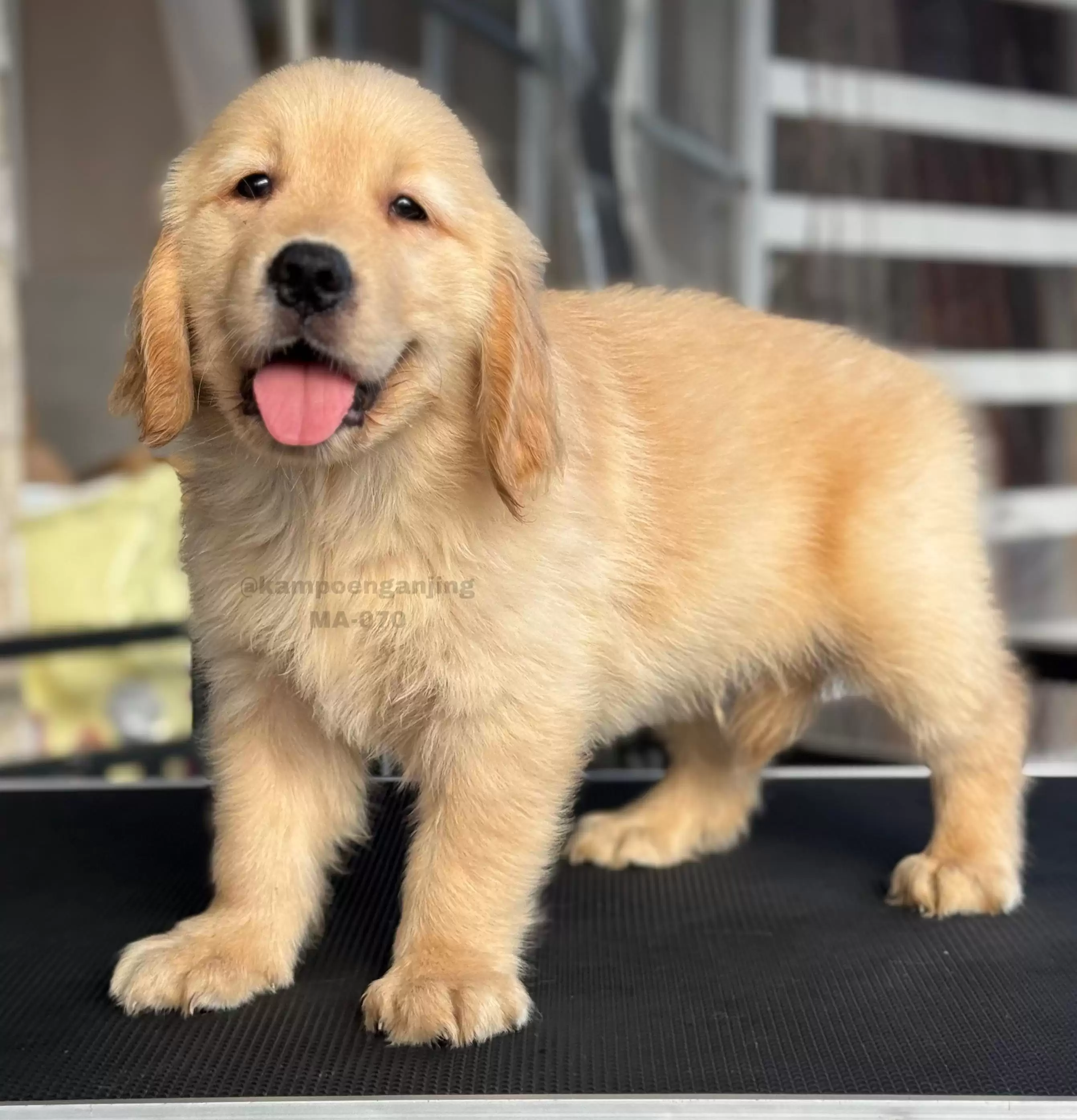 Golden Retriever male 070