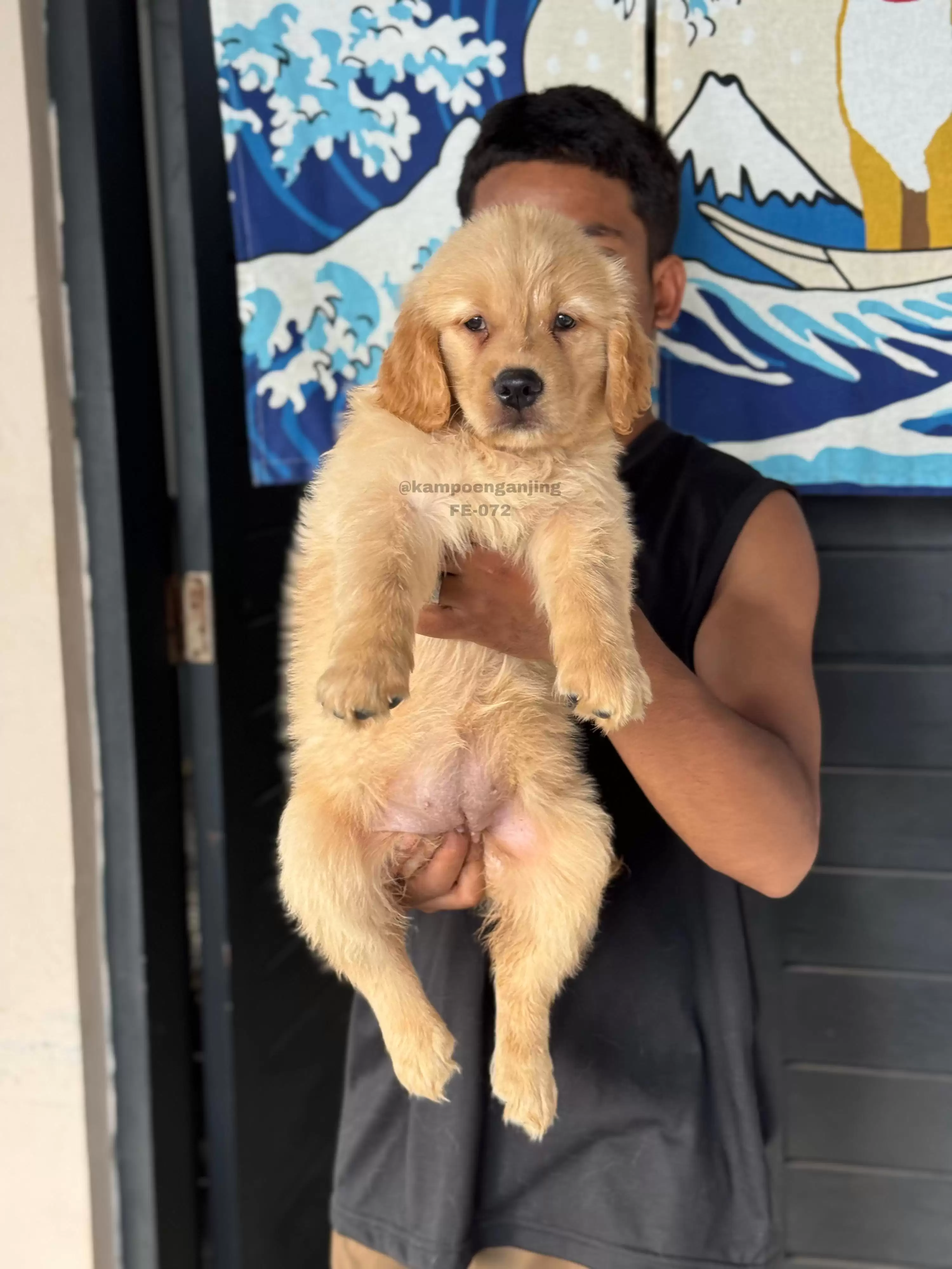 Golden Retriever female 072