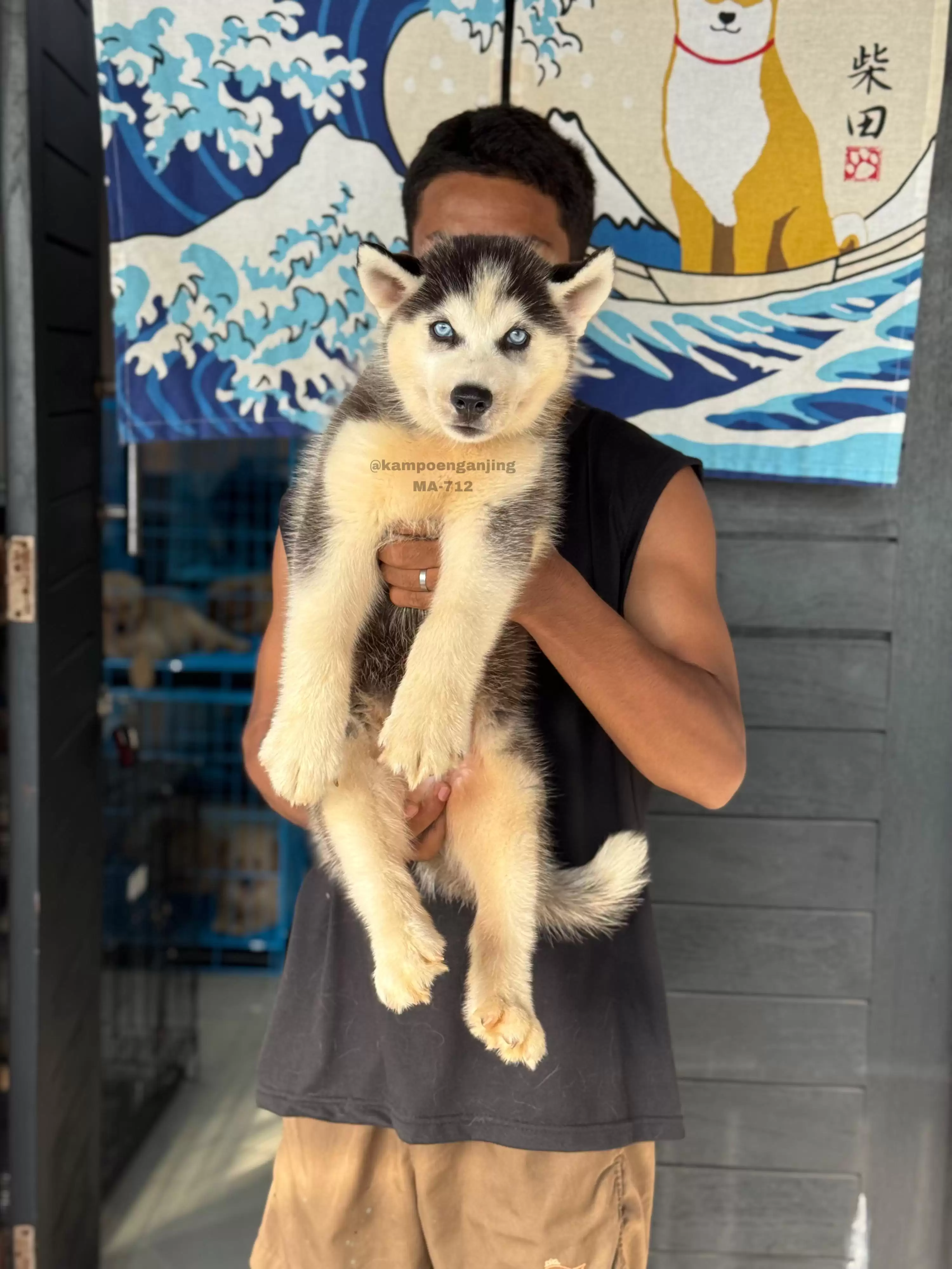 Siberian Husky male 712