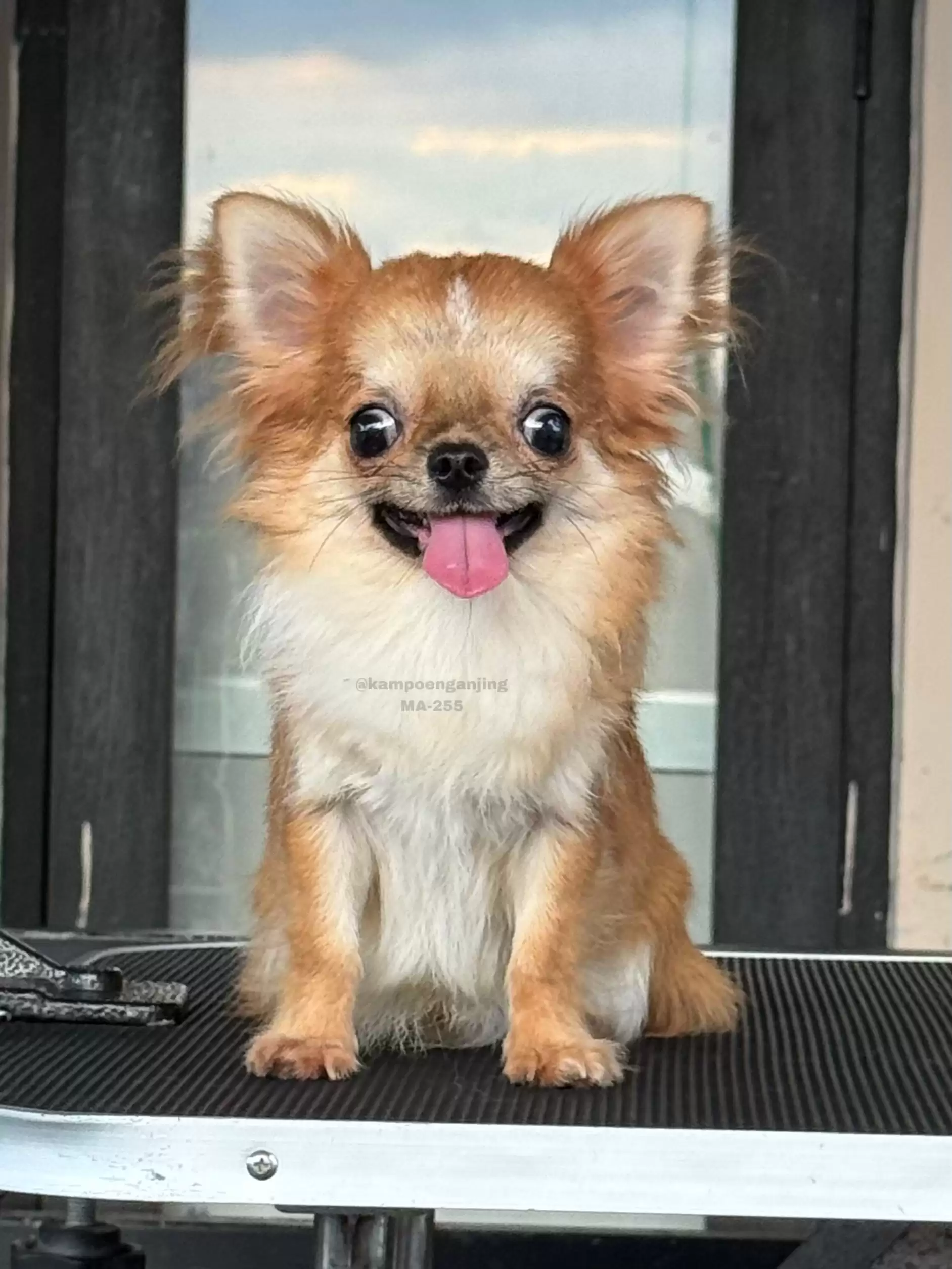 Chihuahua Longhair male 255