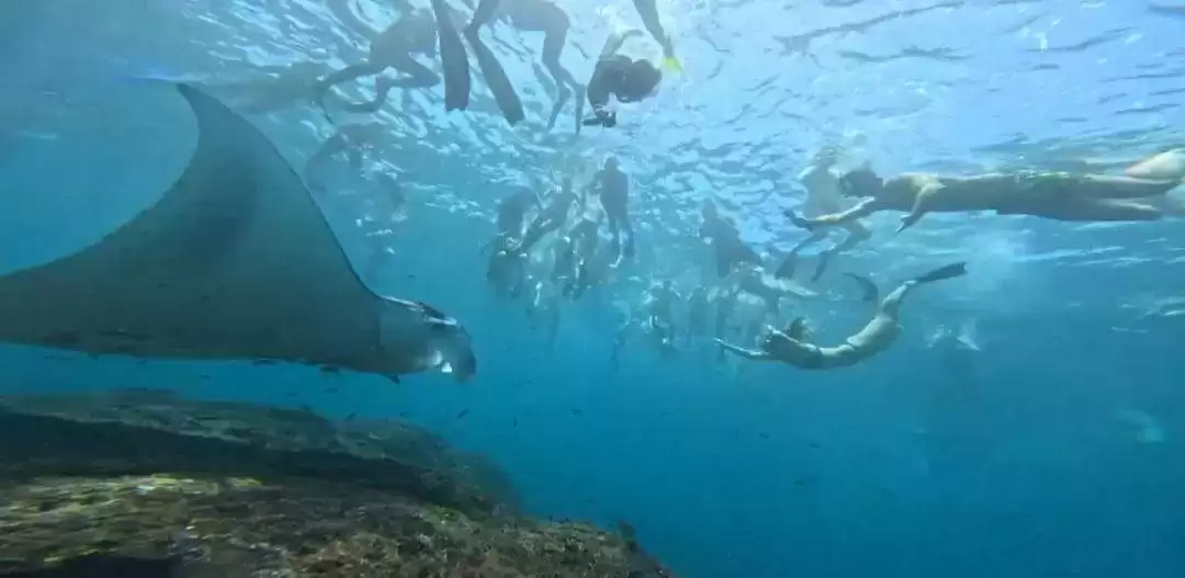 Private Snorkeling Tour: Manta Point to SD Point2