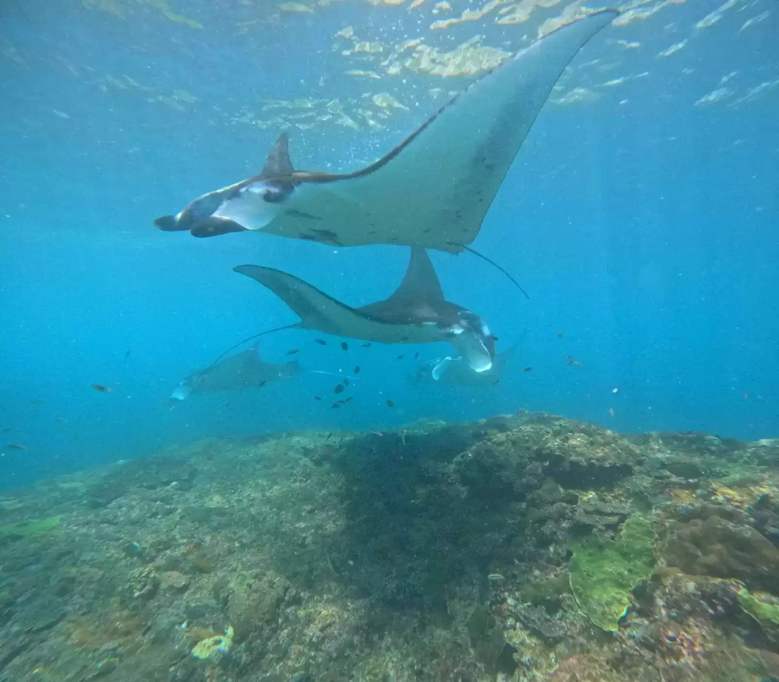Private Snorkeling Tour: Manta Point to SD Point8