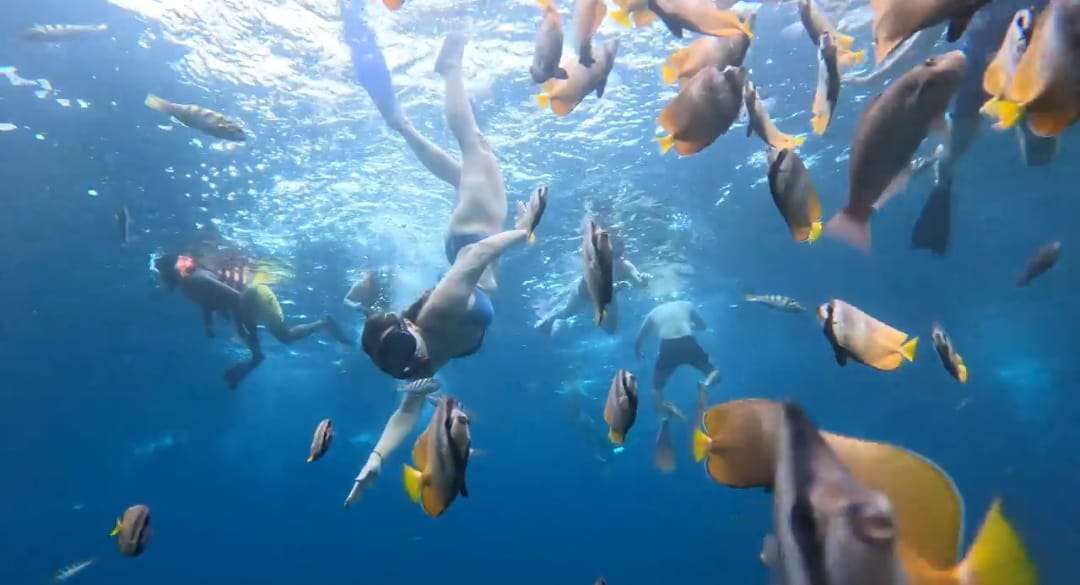 Manta Bay Public Snorkeling Tour2