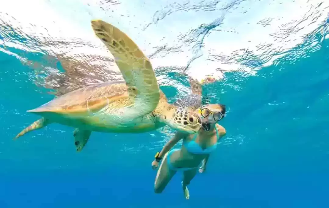 Manta Bay Public Snorkeling Tour4