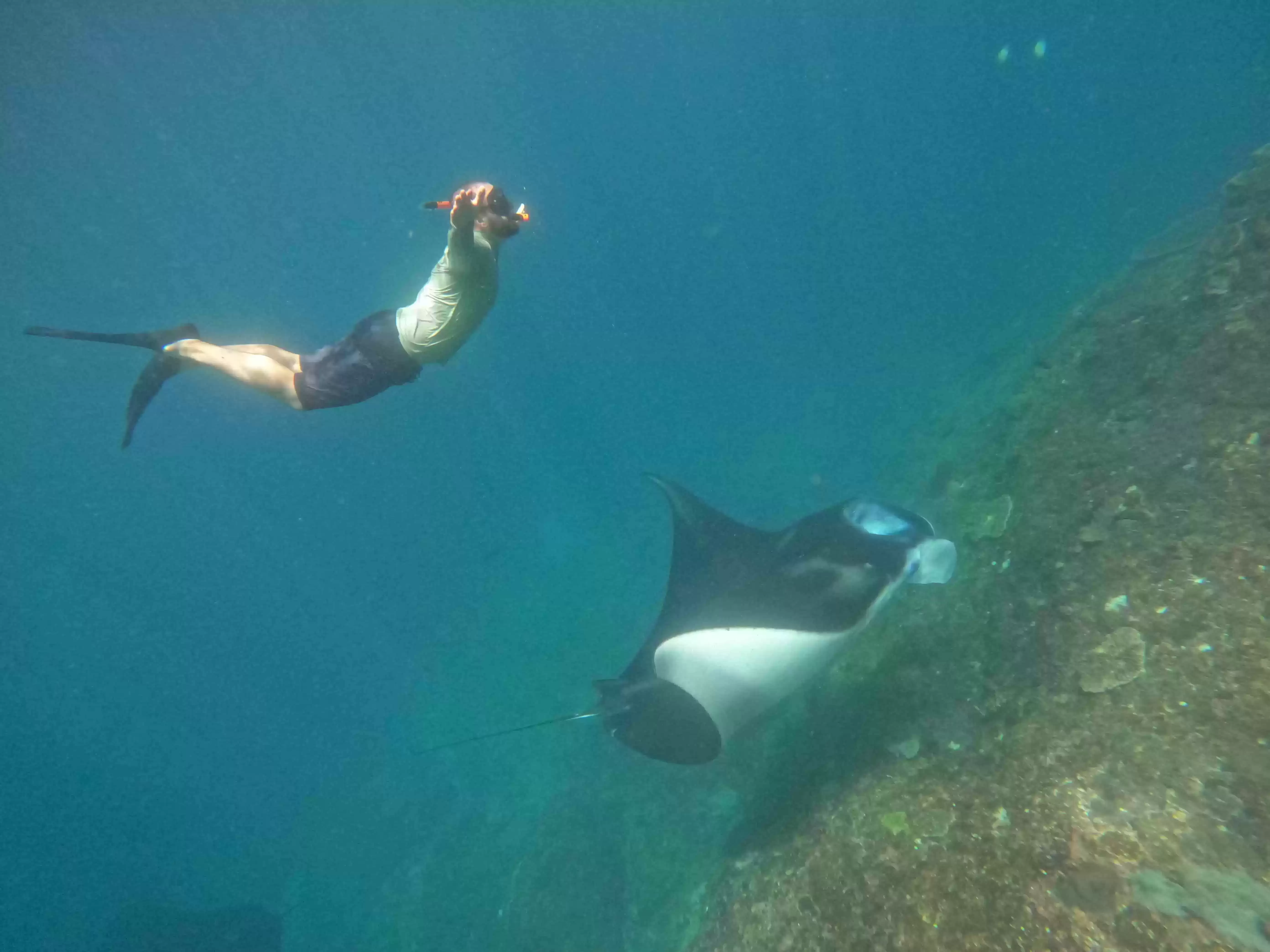 Manta Bay Public Snorkeling Tour8