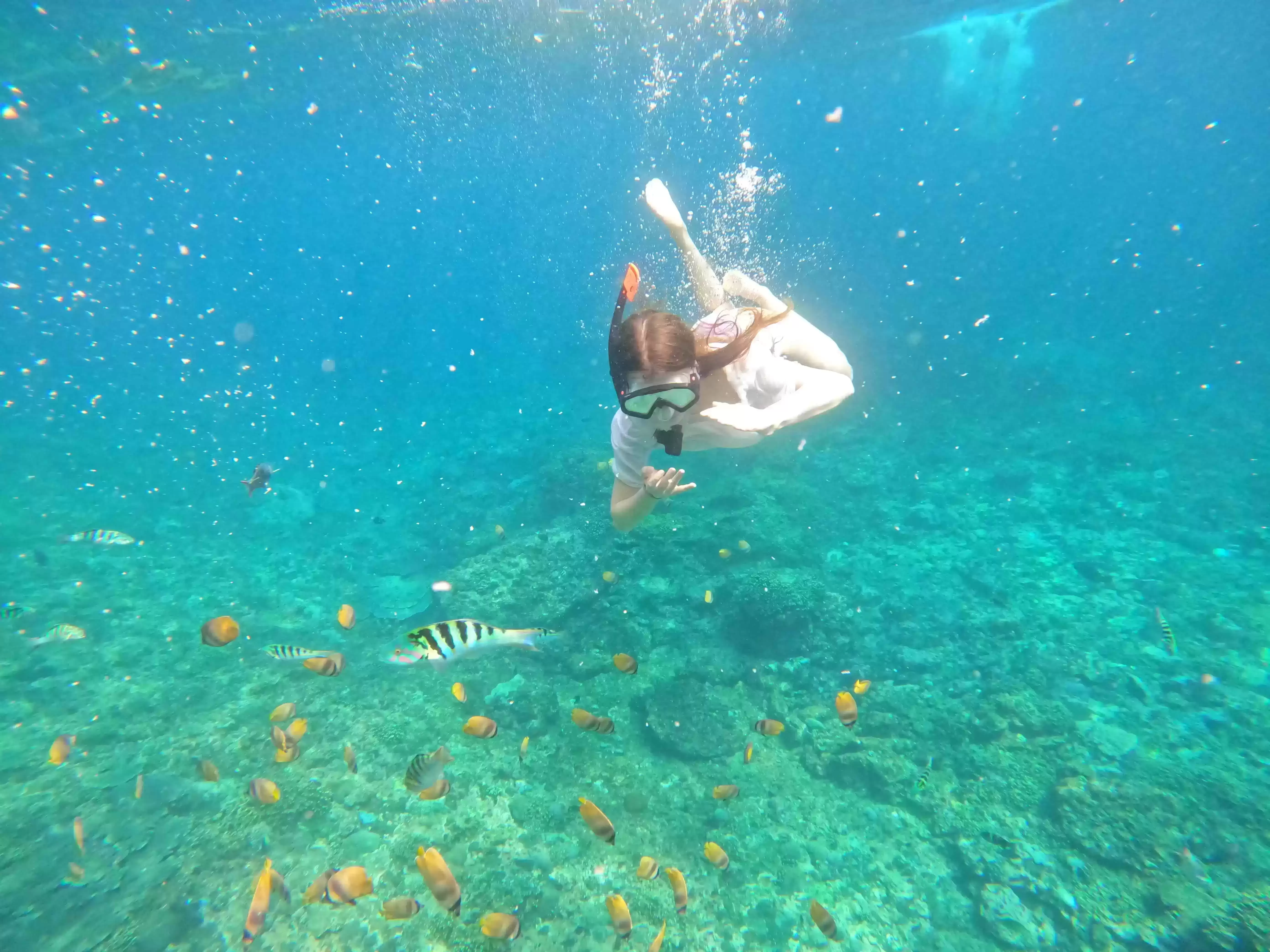 Manta Bay Public Snorkeling Tour9
