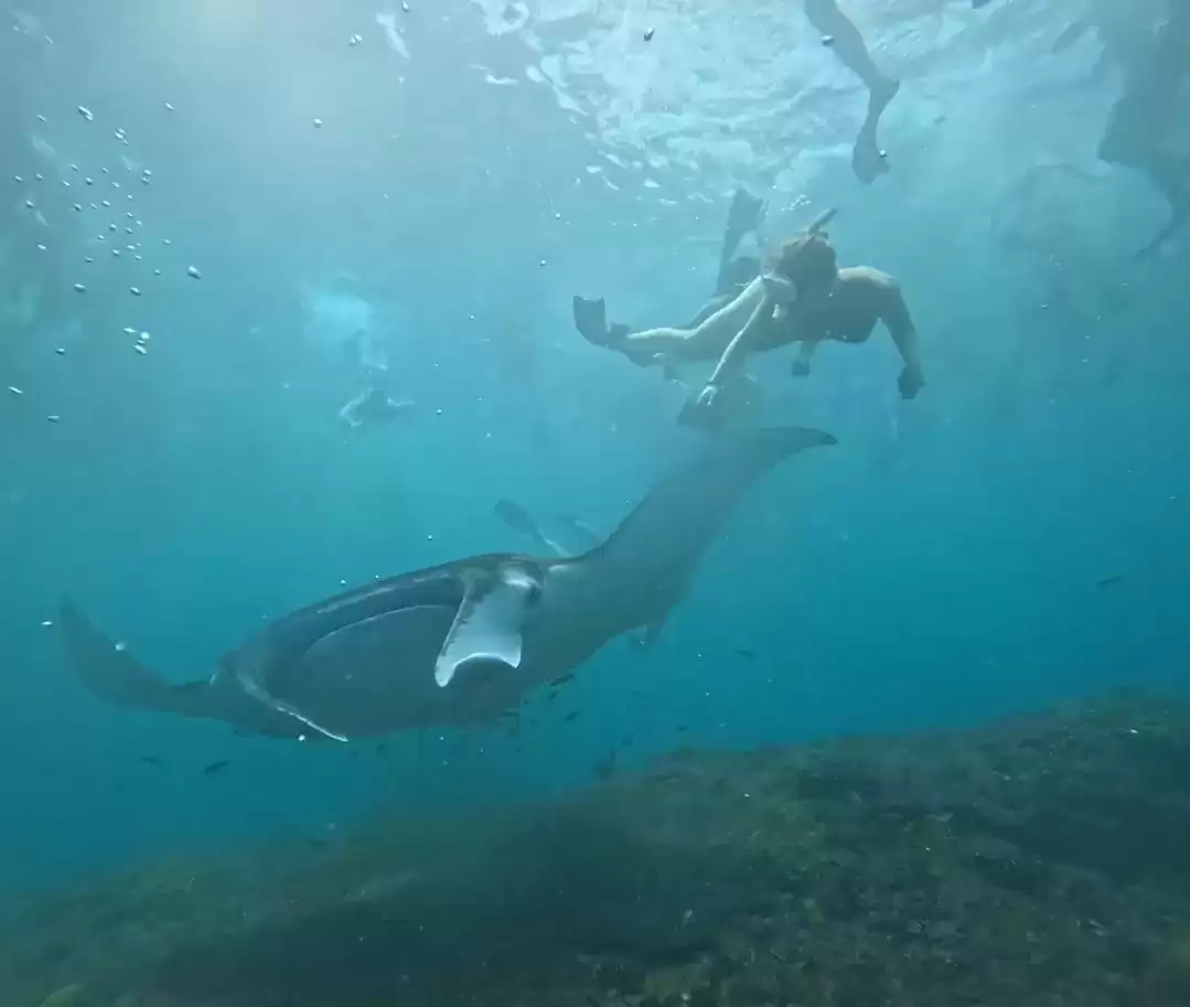 Manta Point Public Snorkeling Tour
