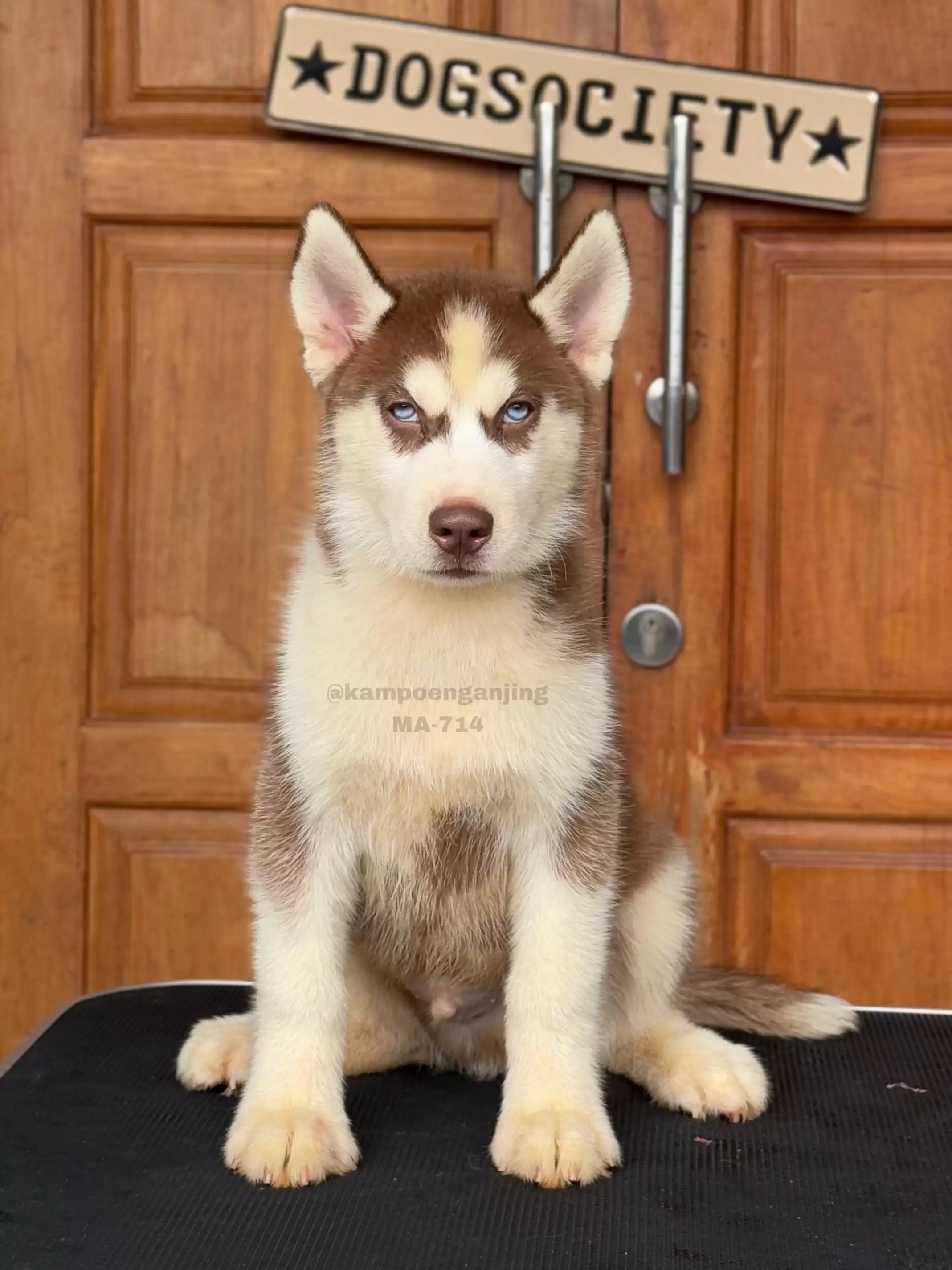 Siberian Husky male 714