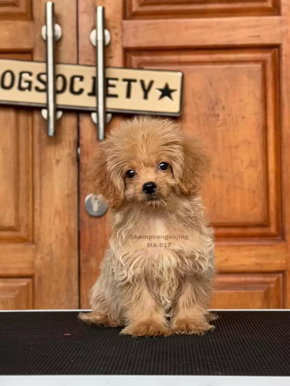 Maltipoo male 617