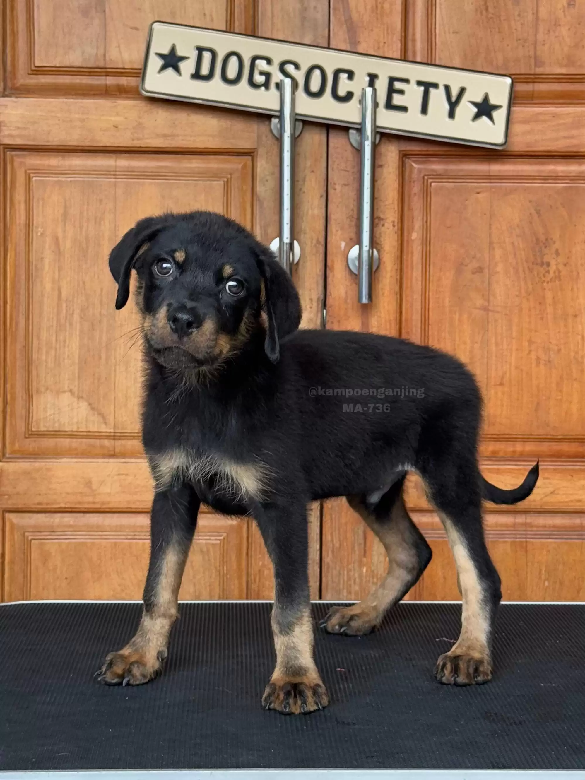 Rottweiler male 736
