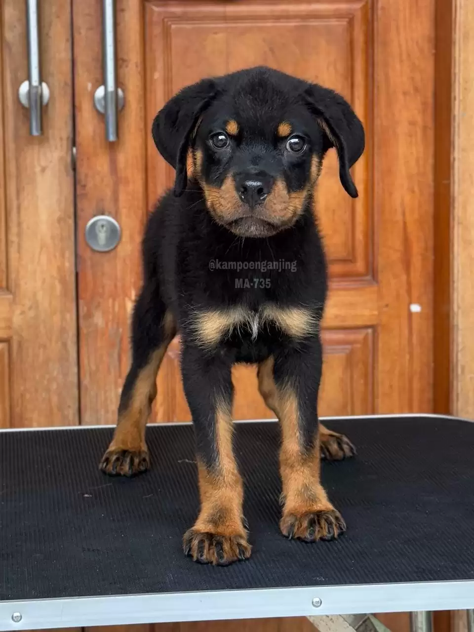 Rottweiler male 735