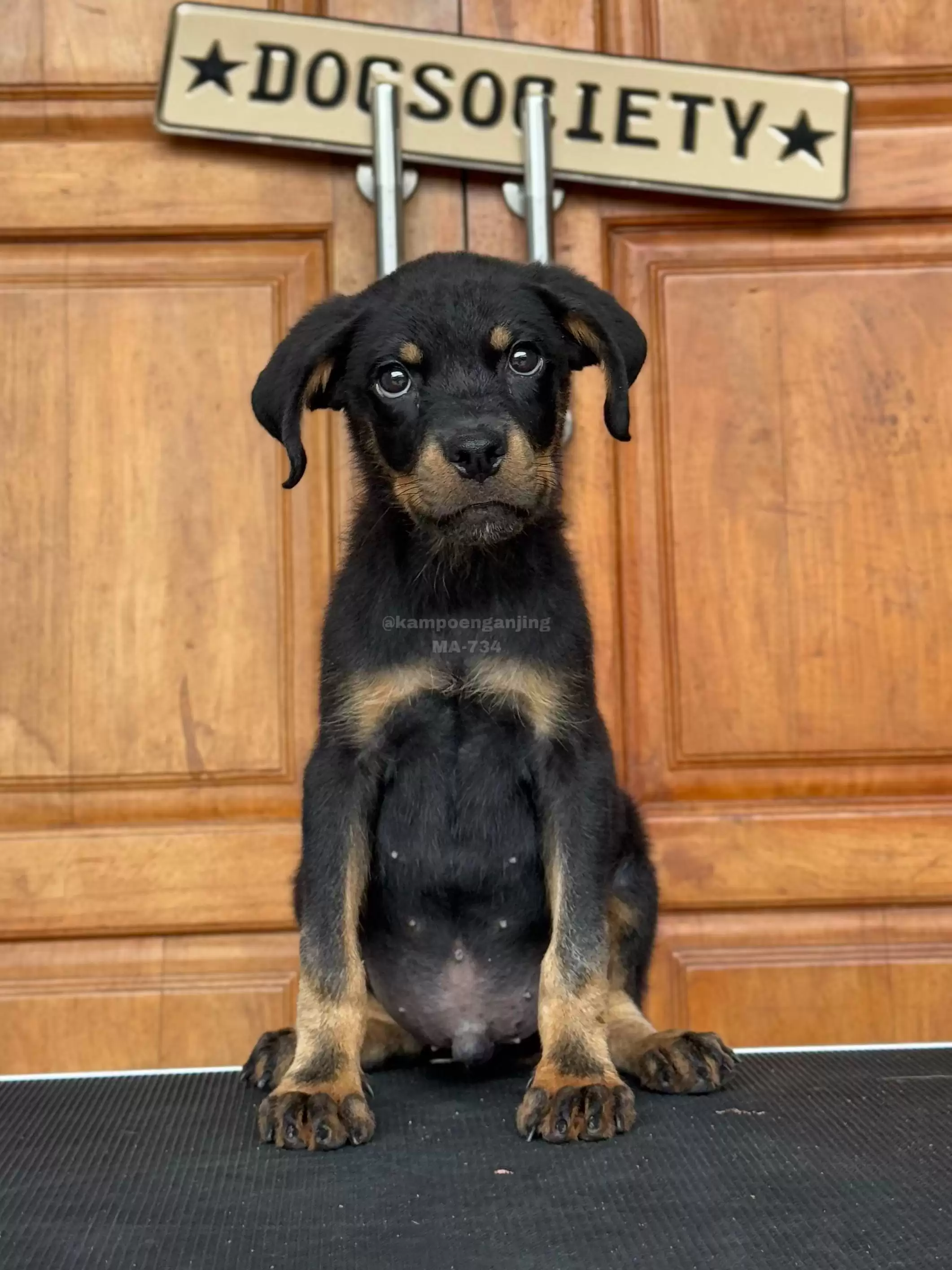 Rottweiler male 734