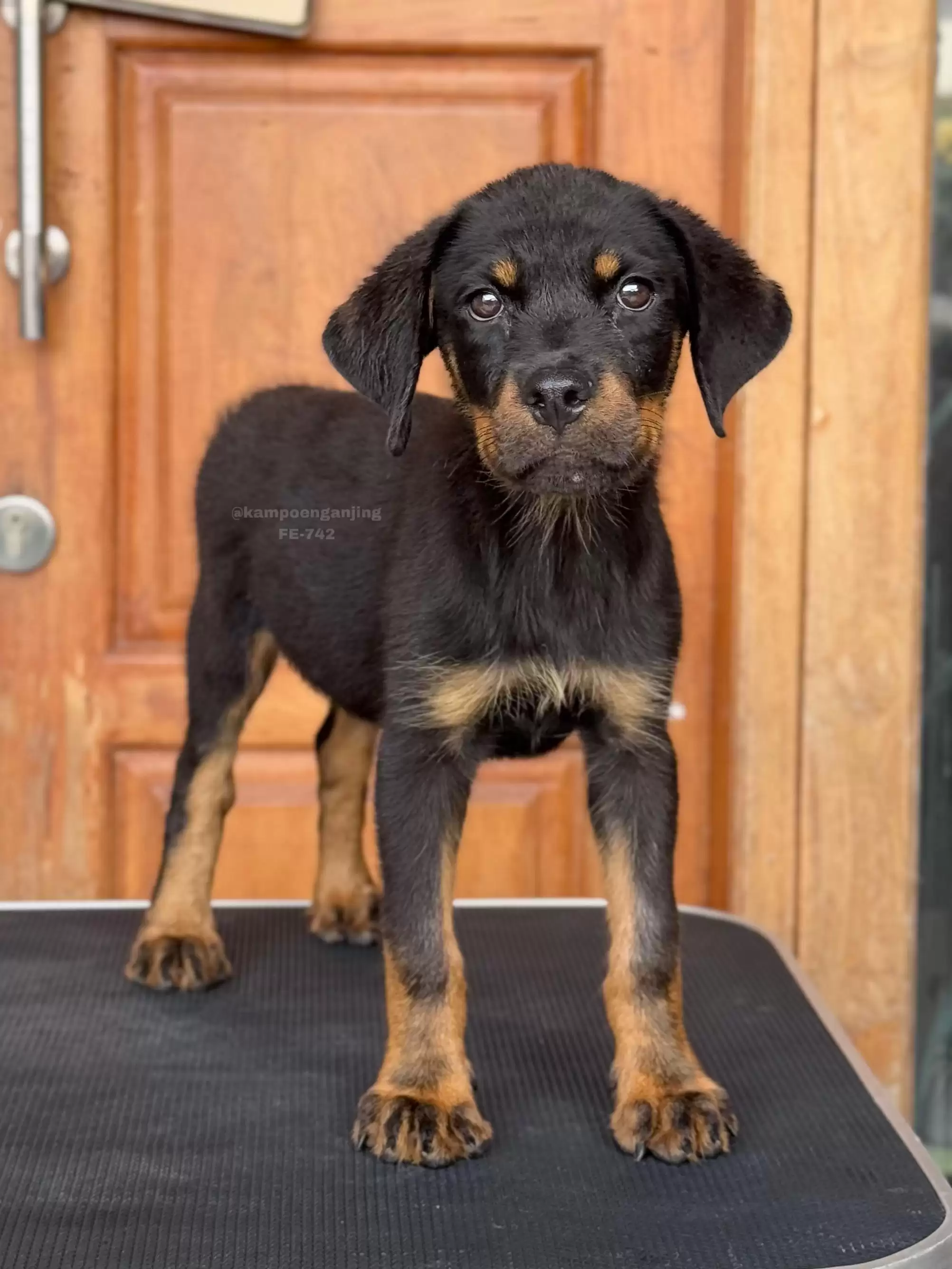Rottweiler female 742
