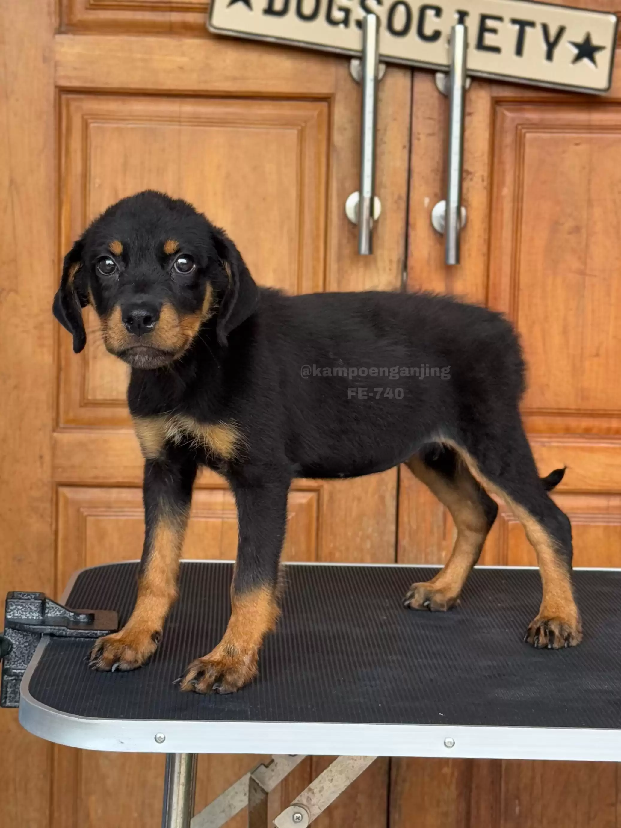 Rottweiler female 740
