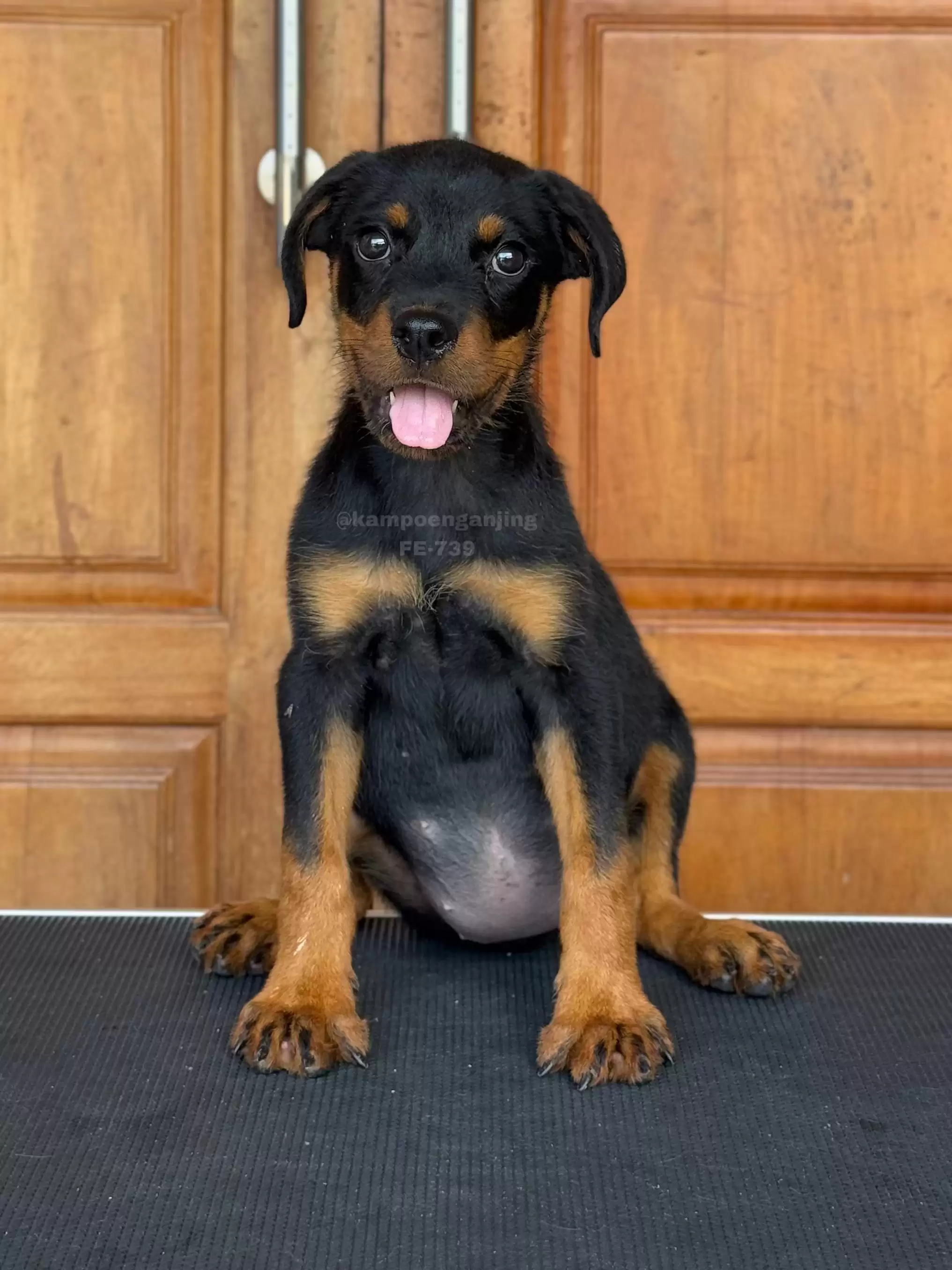 Rottweiler female 739