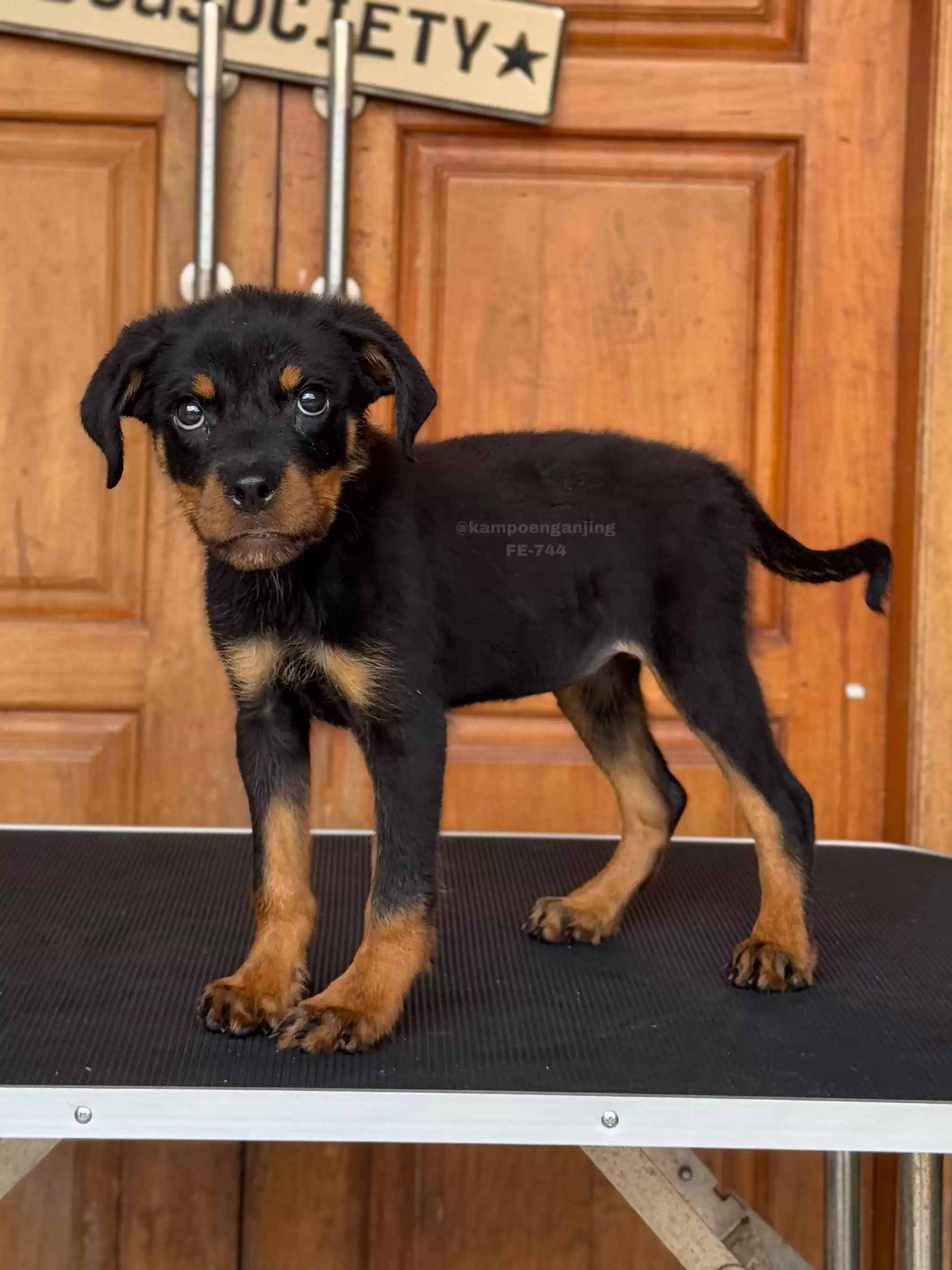 Rottweiler female 744