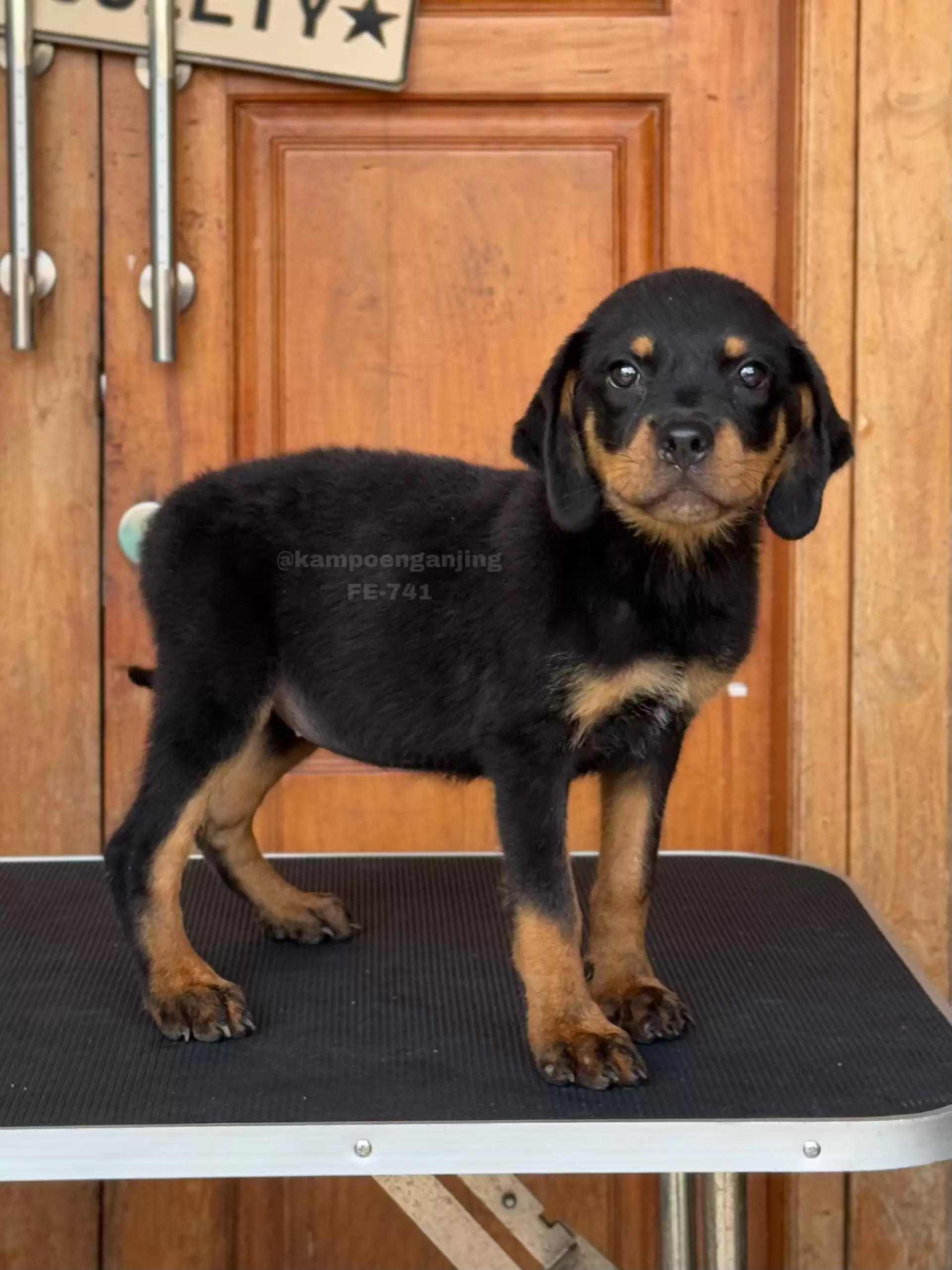 Rottweiler female 741
