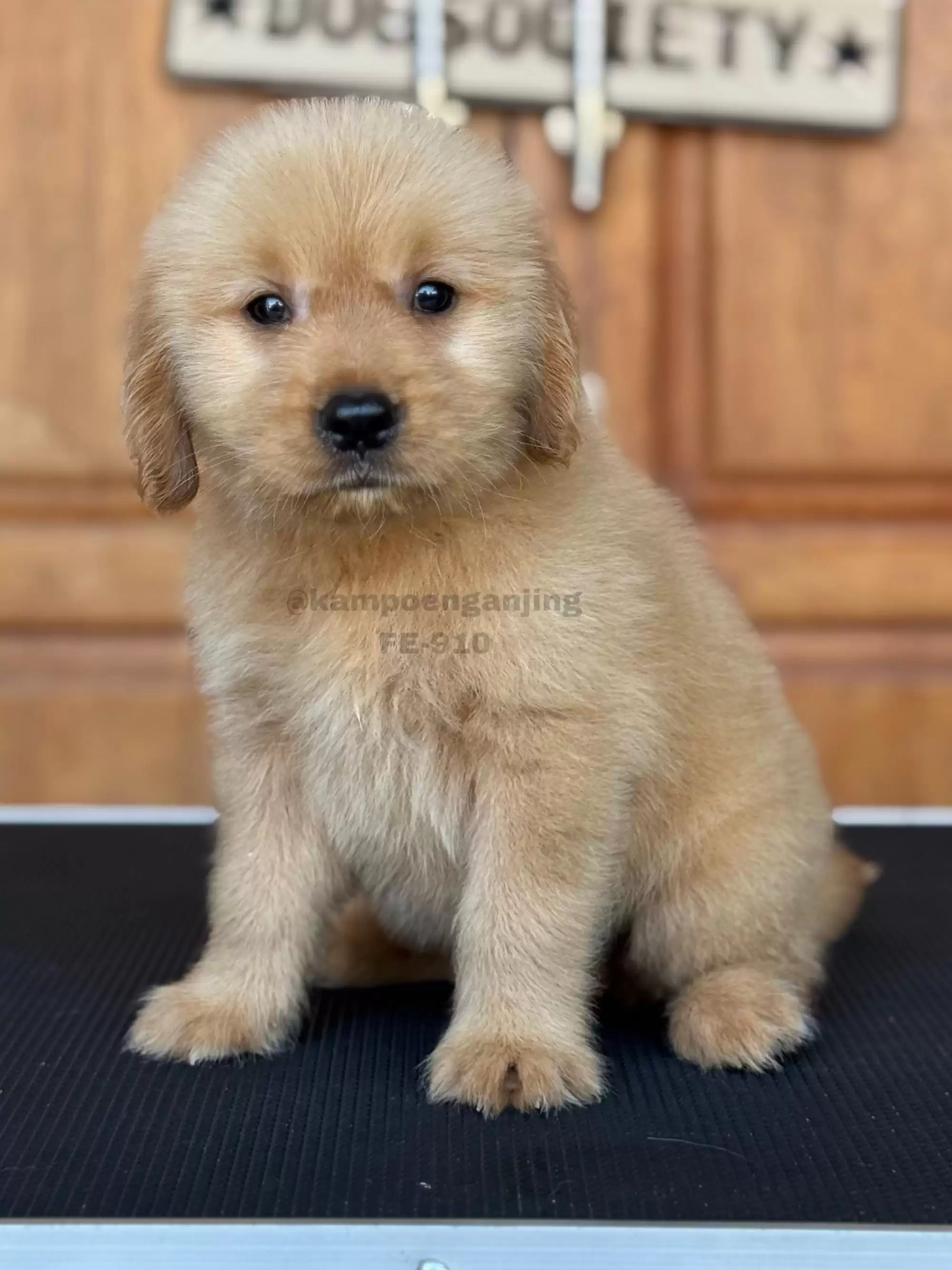 Golden Retriever female 910