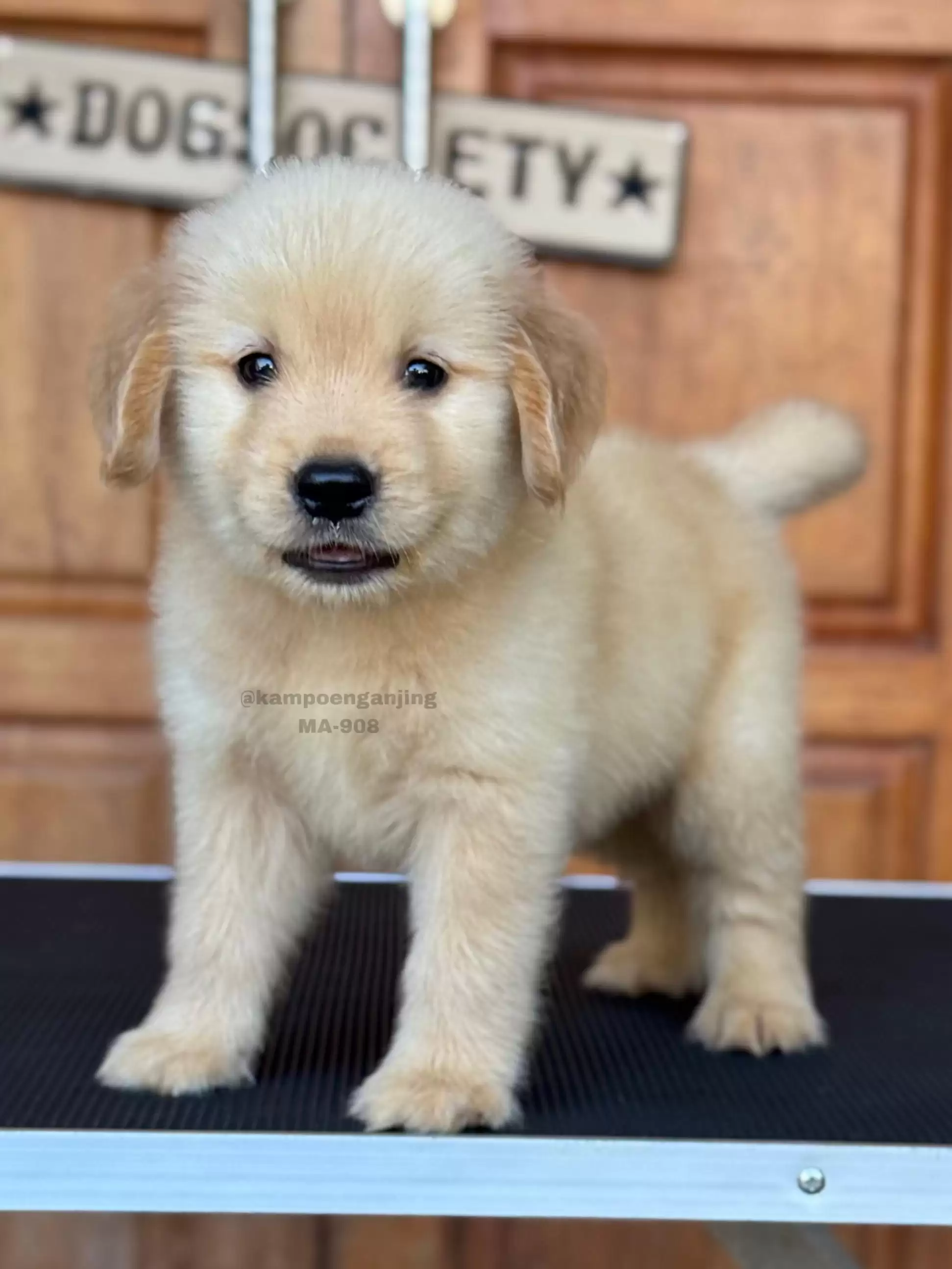 Golden Retriever male 908