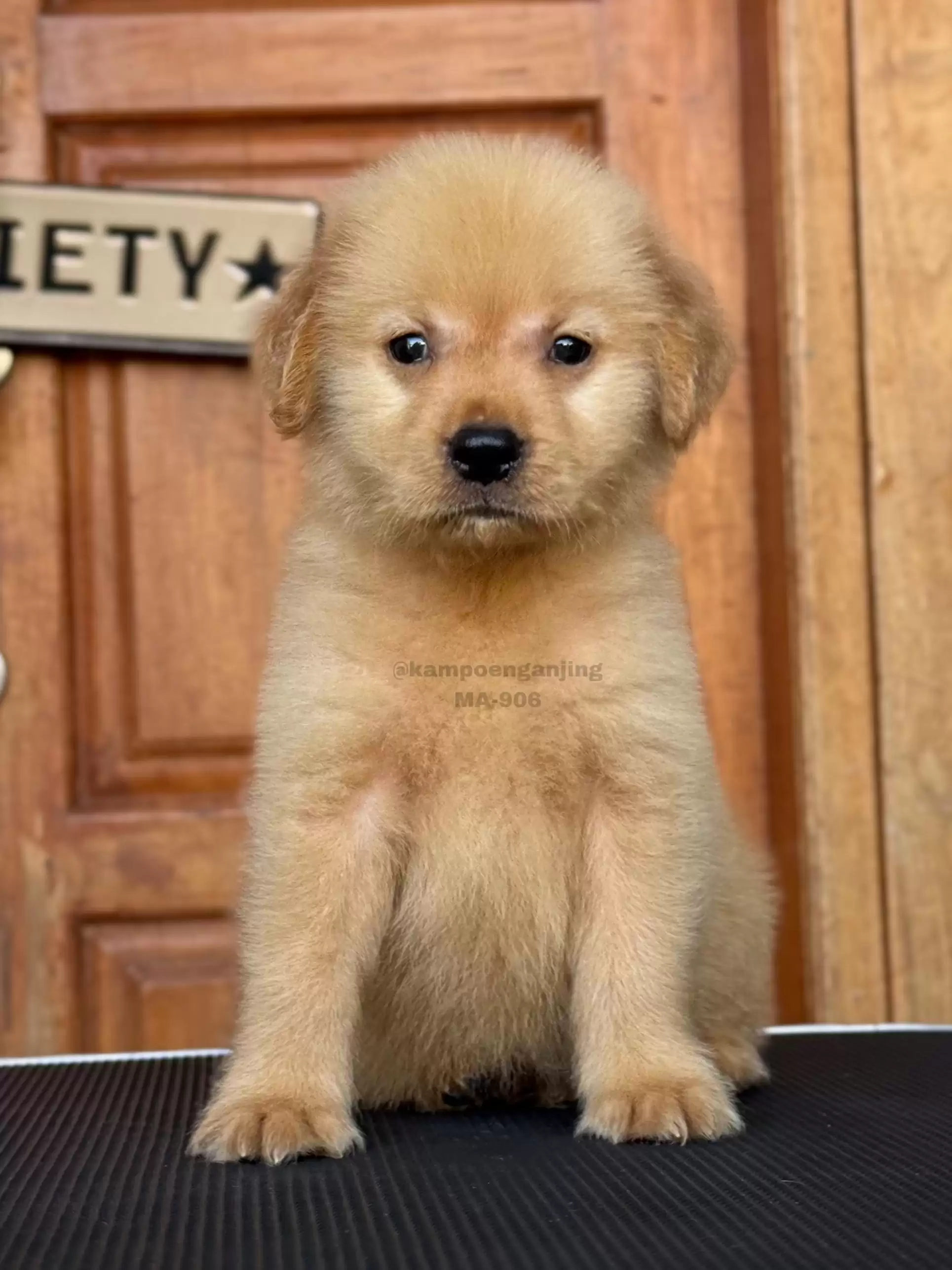 Golden Retriever male 906