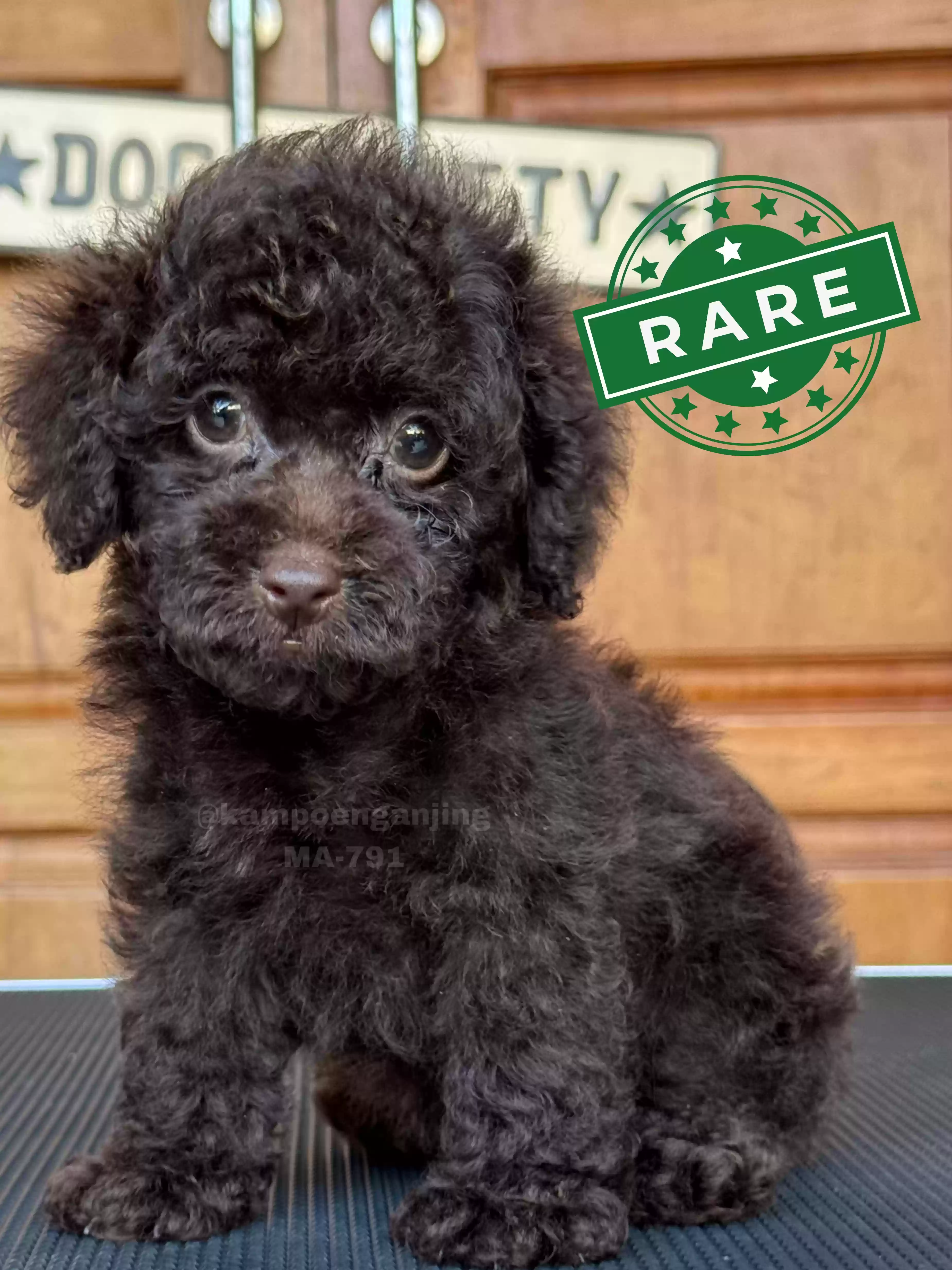 Poodle male 791