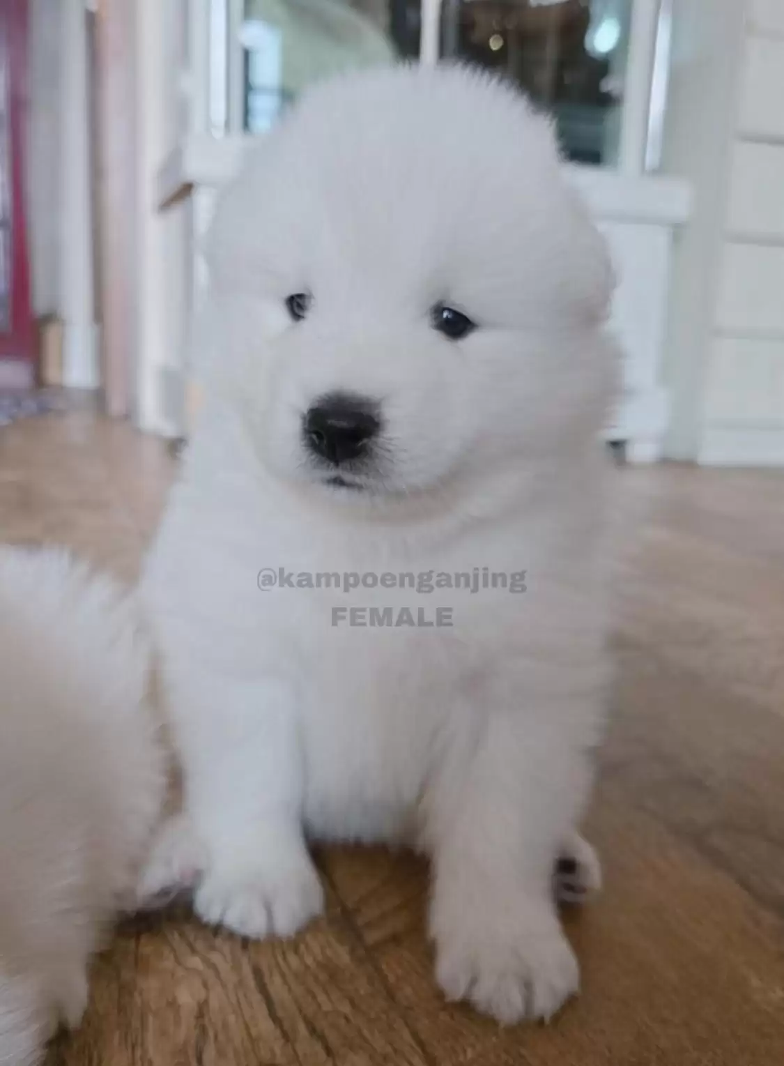 Samoyed female