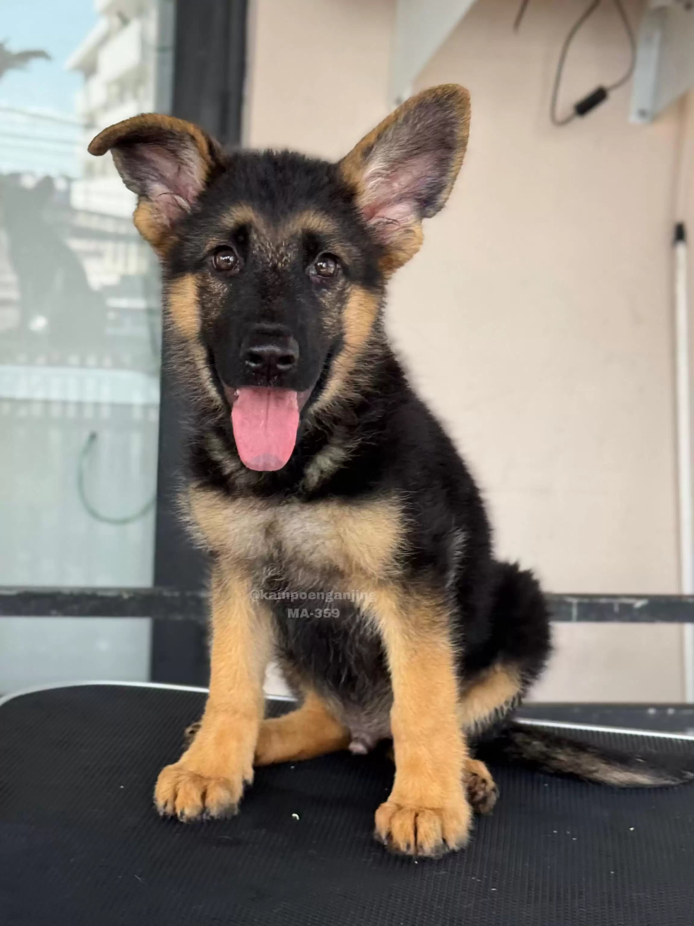 German Shepherd male 359