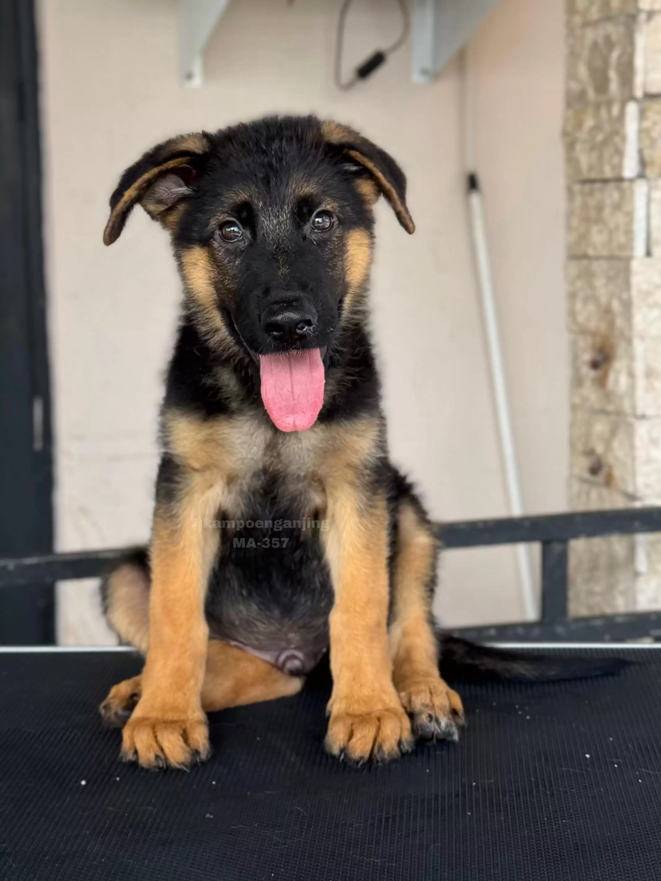 German Shepherd male 357
