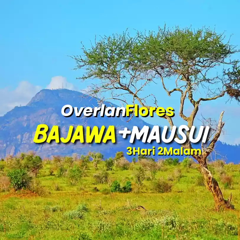 Paket Trip  3 Hari 2 Malam Overland Bajawa + Savana Mausui