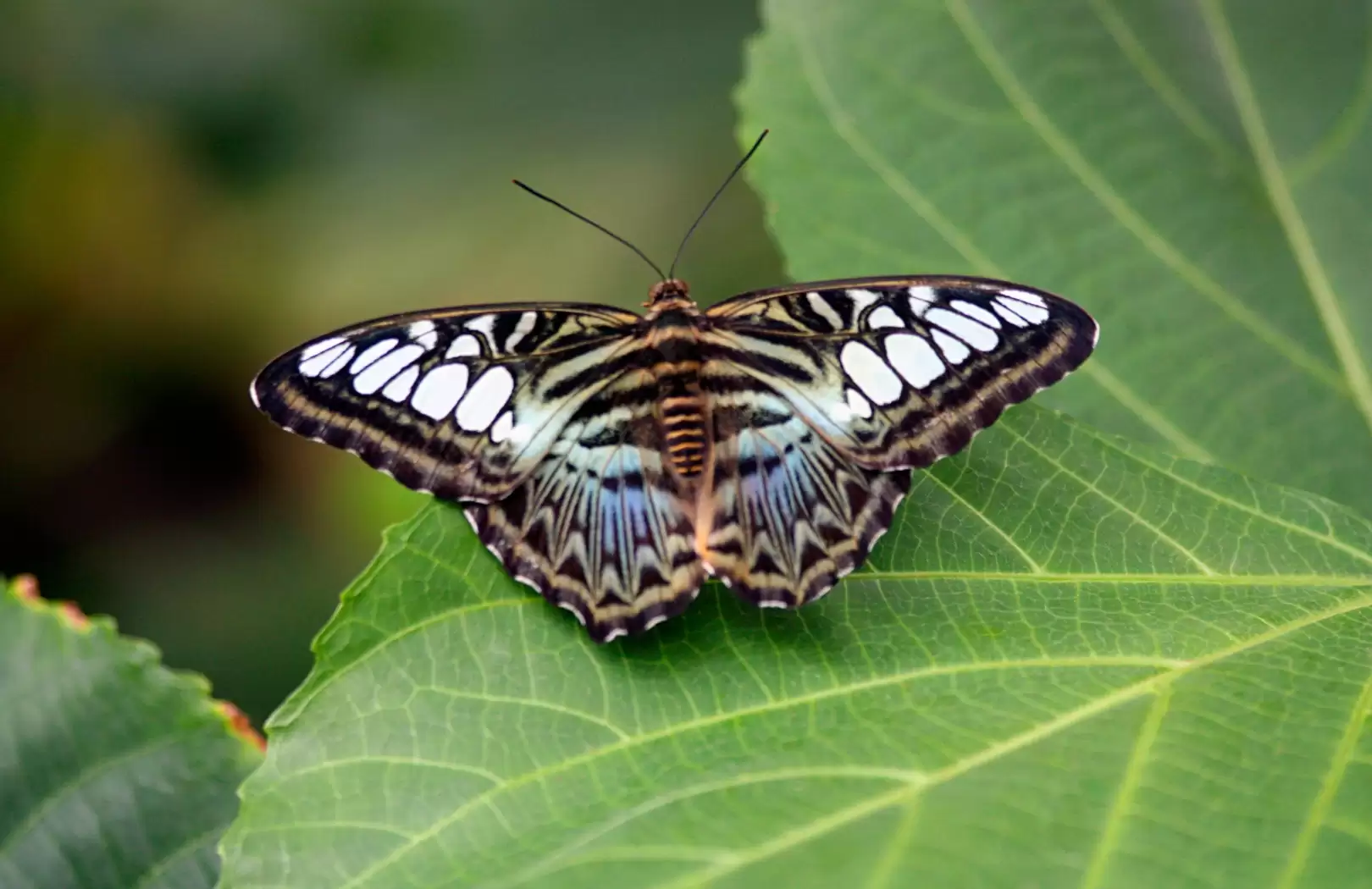 Bali Butterfly Park