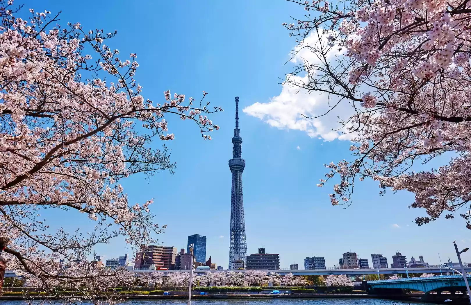 Japan Premium Holiday Tour – 7 Days 5 Nights