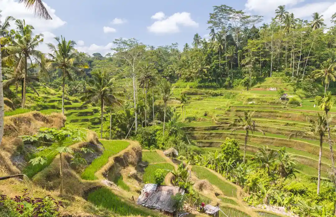 From Rapids to Rice Fields - Ayung Rafting and Tegalalang Rice Terrace Exploration