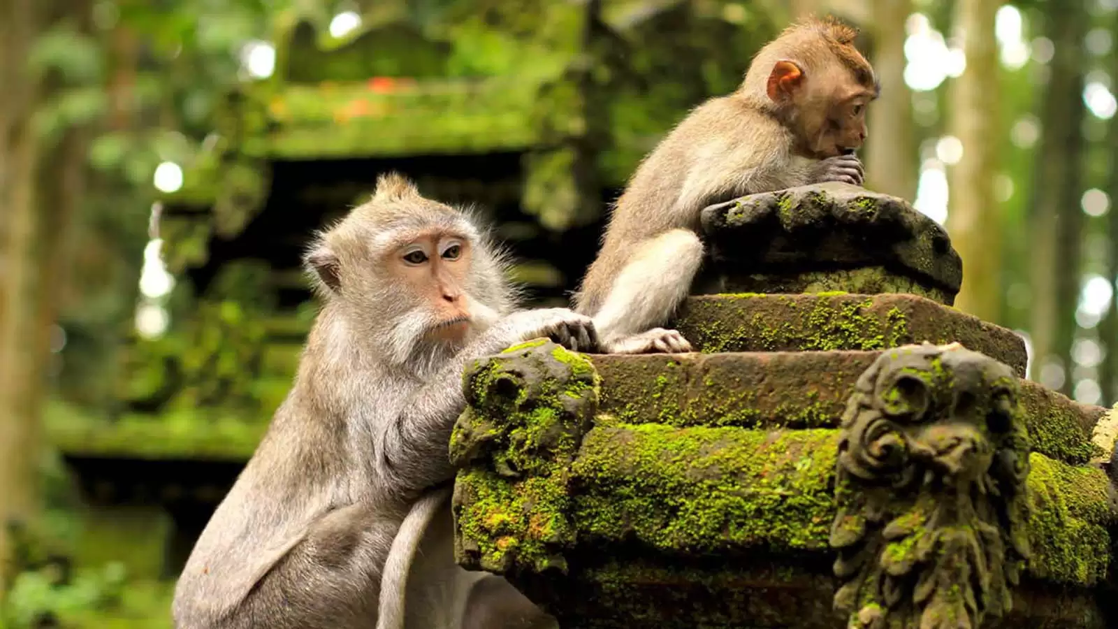 Paket Tour Harian Ubud