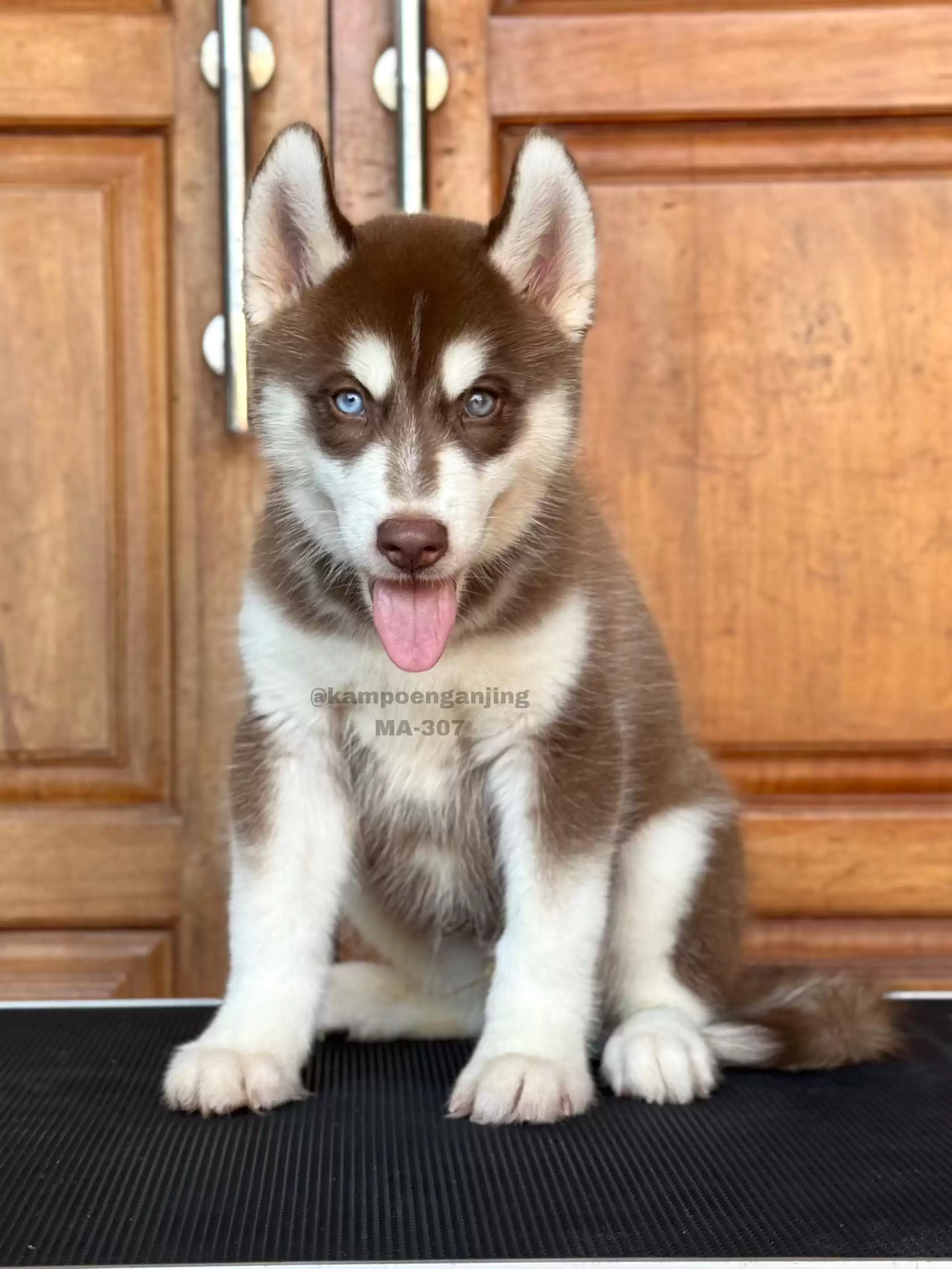 Siberian Husky male 307
