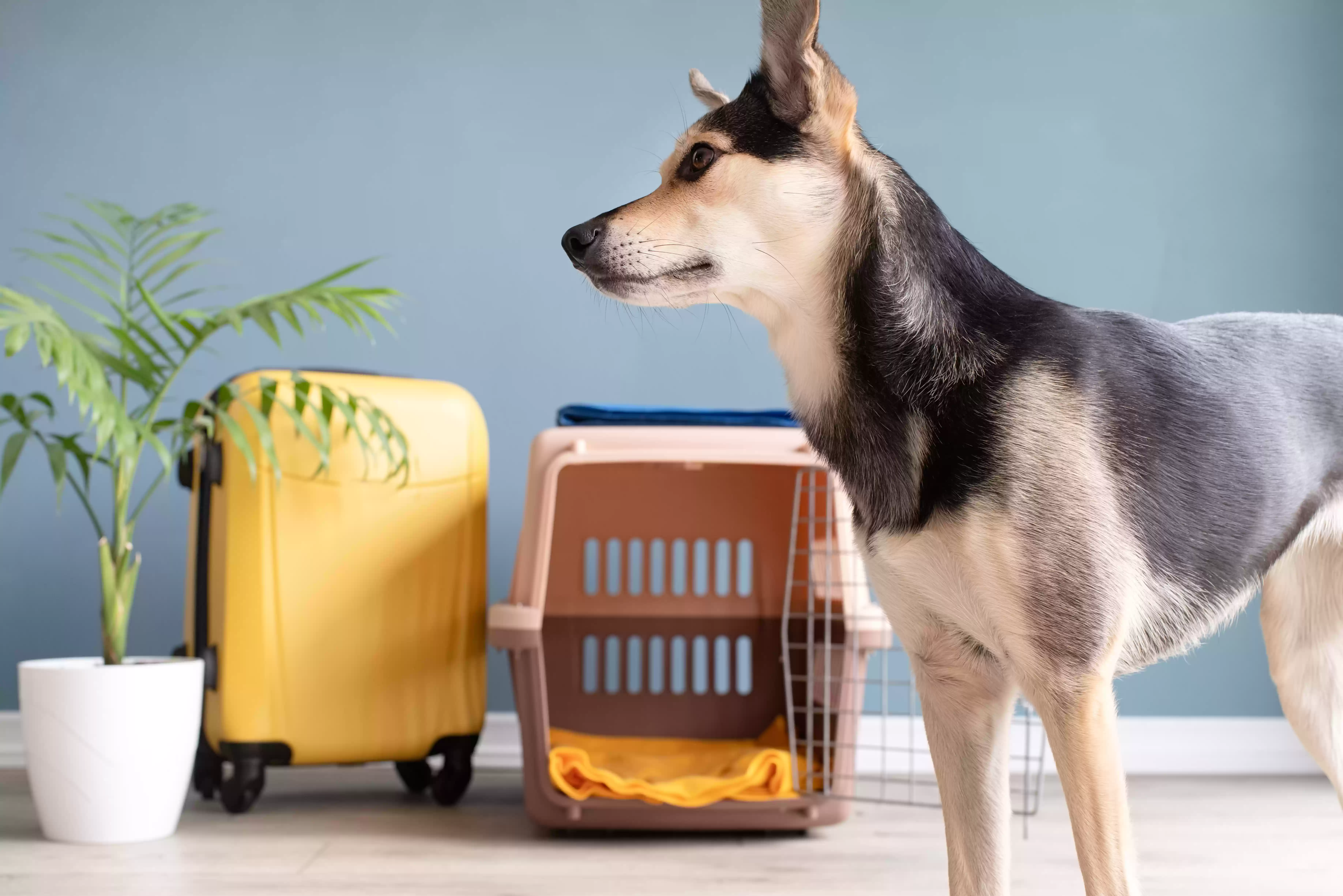 Domestic Pet Relocation