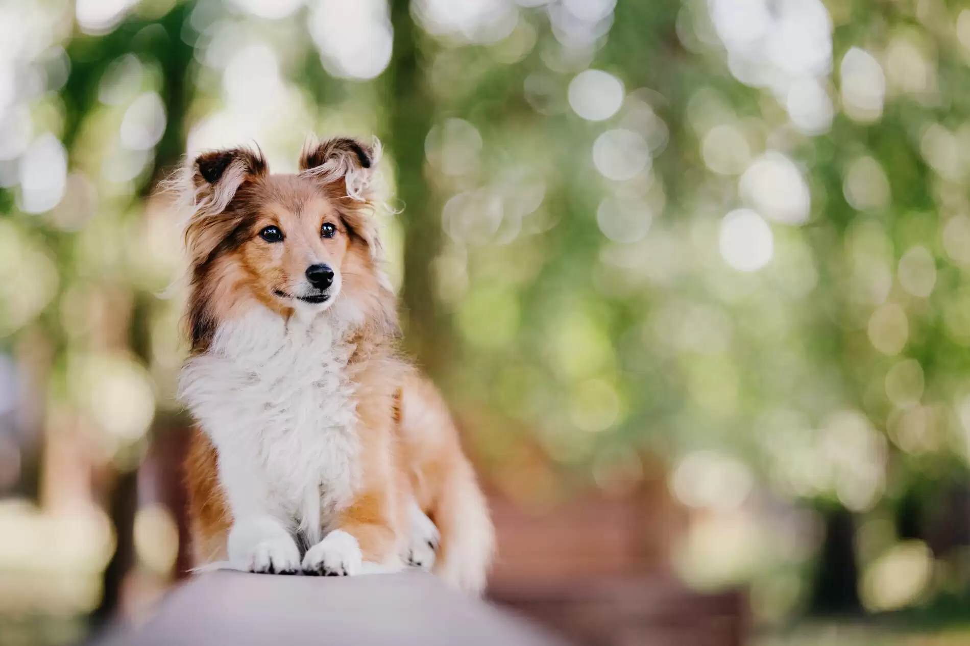 Trusted Pet Relocation Experts Since 2012