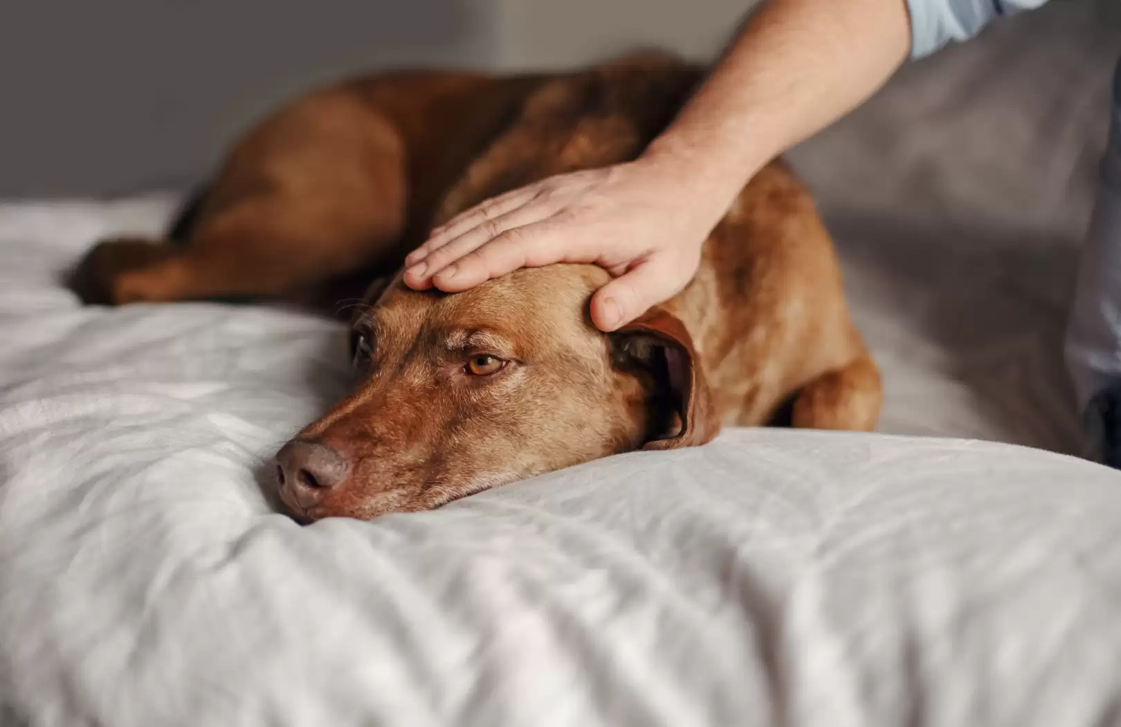 Complete Guide to Domestic Pet Relocation in Indonesia