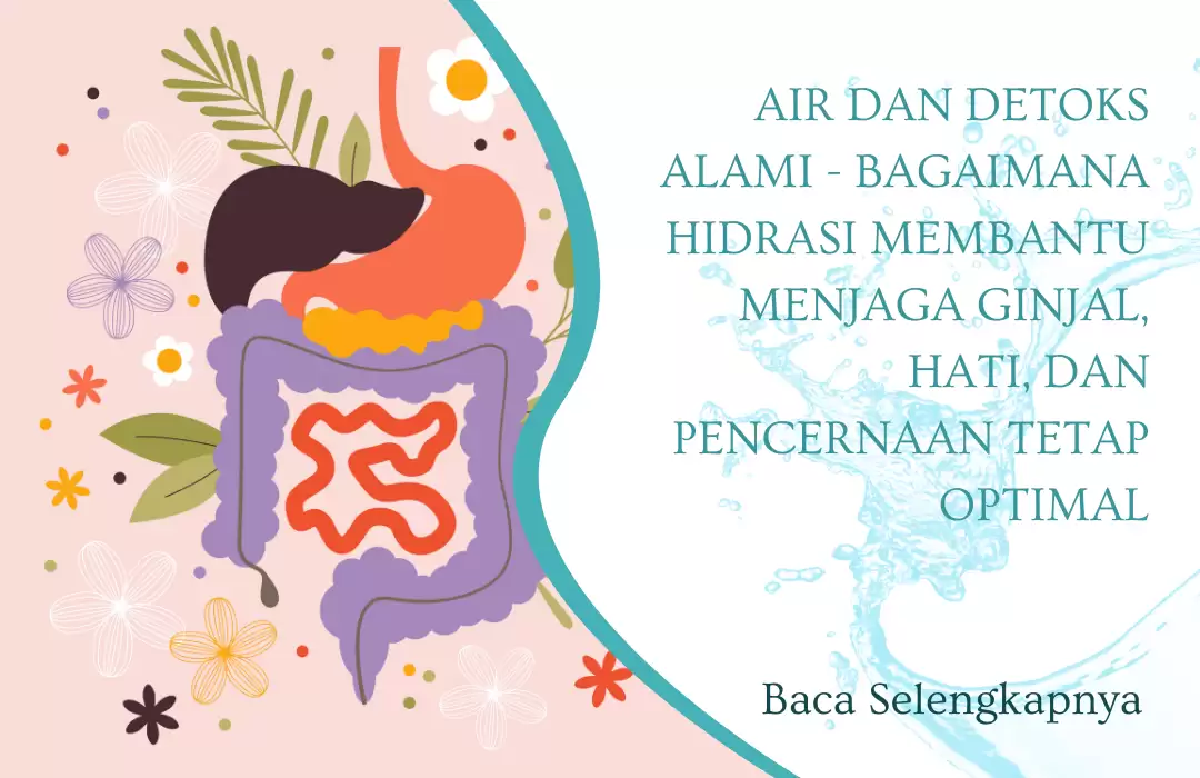 Air dan Detoks Alami - Bagaimana Hidrasi Membantu Menjaga Ginjal, Hati, dan Pencernaan Tetap Optimal