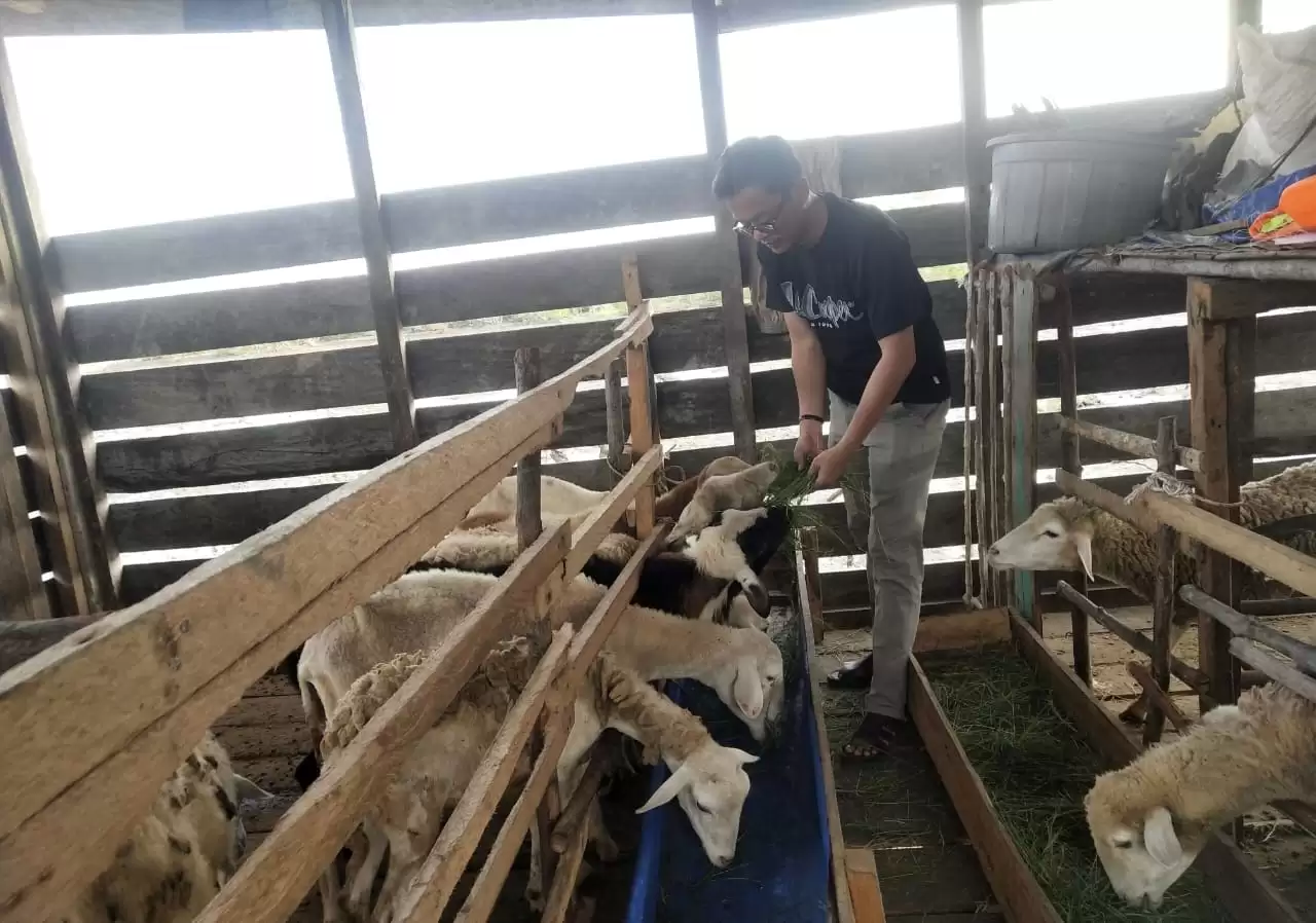 Tinjau Usaha Ternak Kambing, Penghulu Panipahan Optimistis BUMKep Mampu Genjot Ekonomi Desa