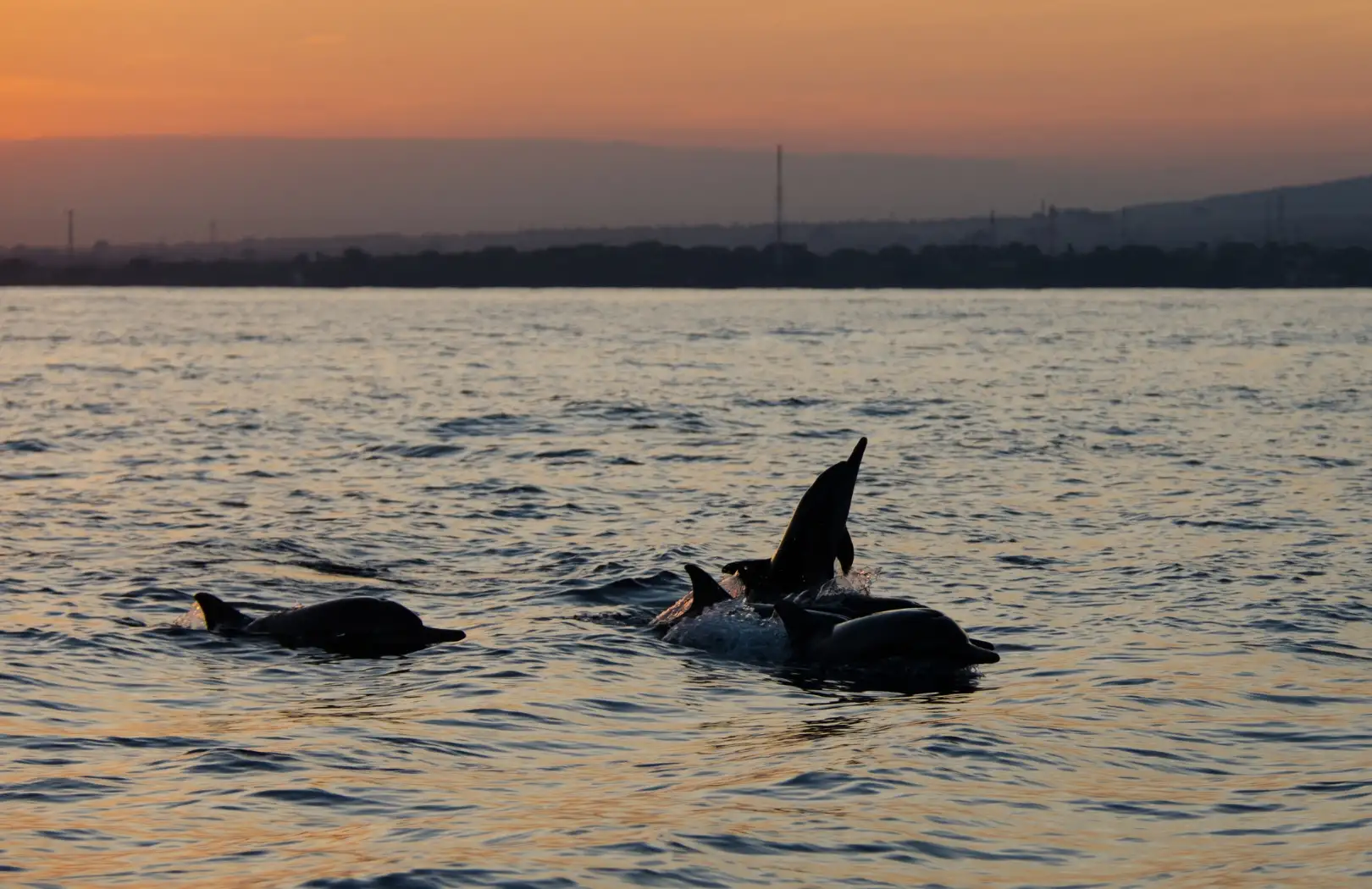 Lovina Dolphin Sunrise & North Bali Trip