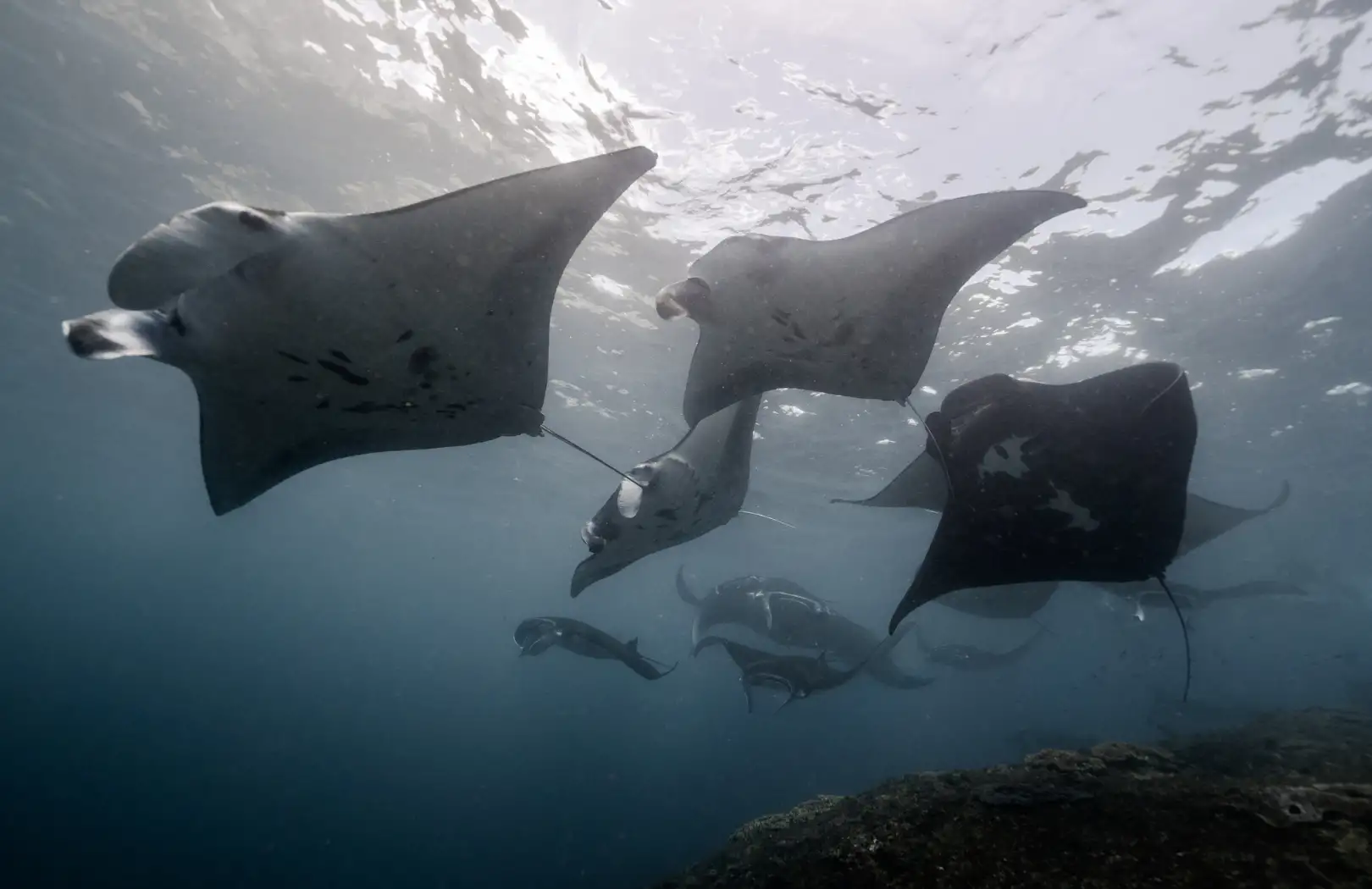 Manta Rays