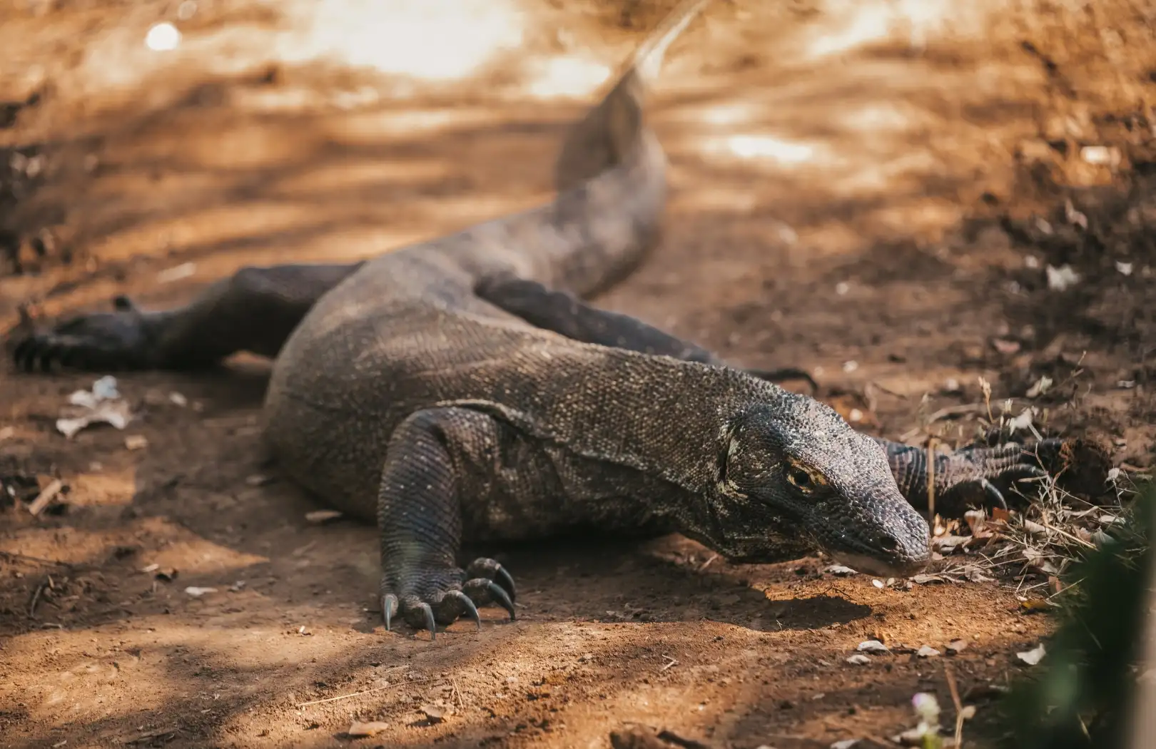 Komodo Dragons and Beyond: Why Flores Should Be on Your Bucket List