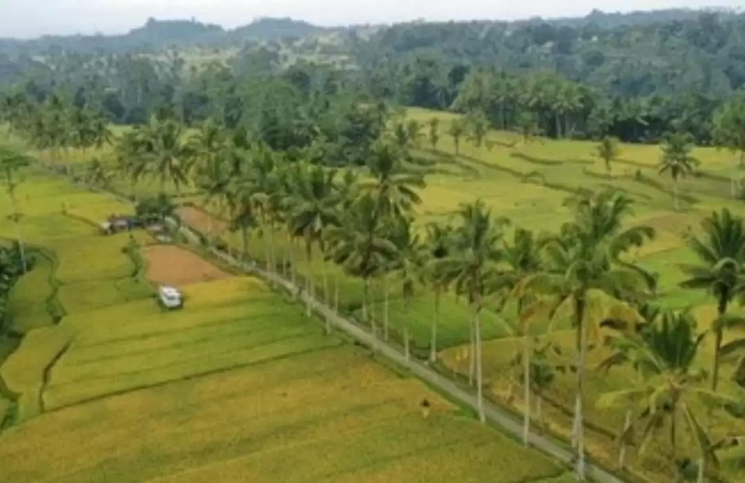 Discover Bali Secret Rice Terraces from Canggu