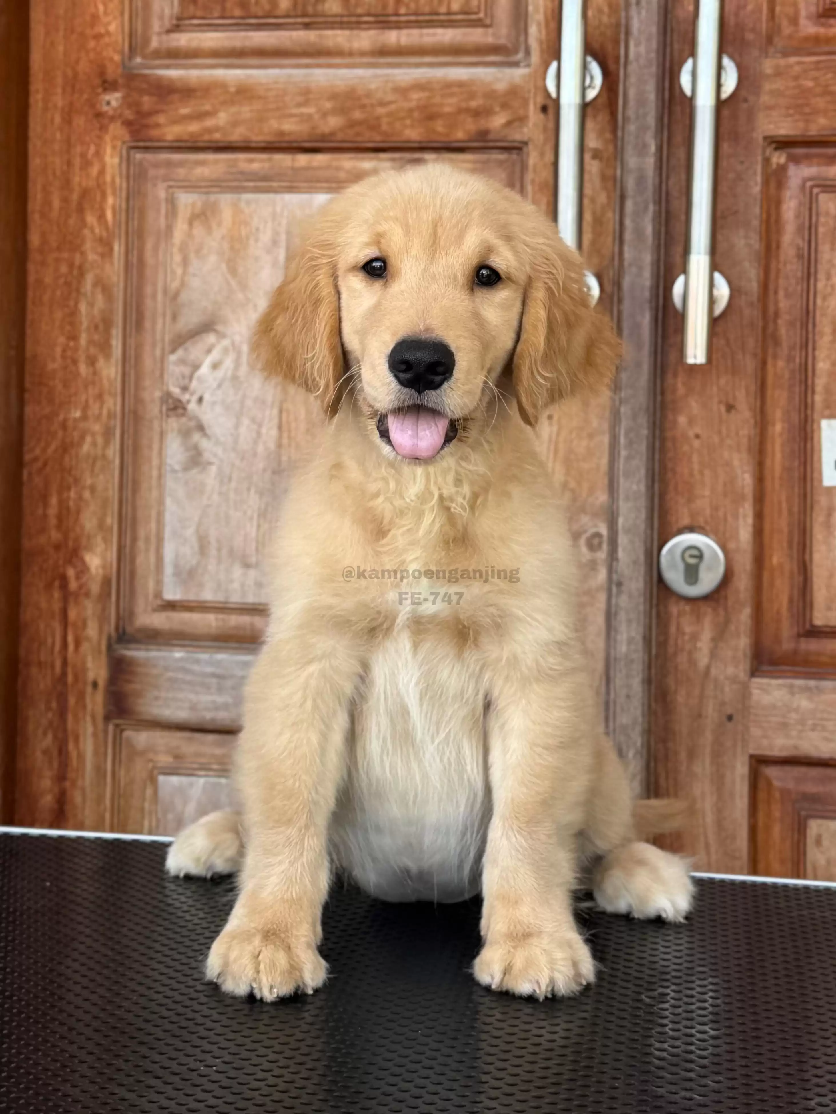 Golden Retriever female 747
