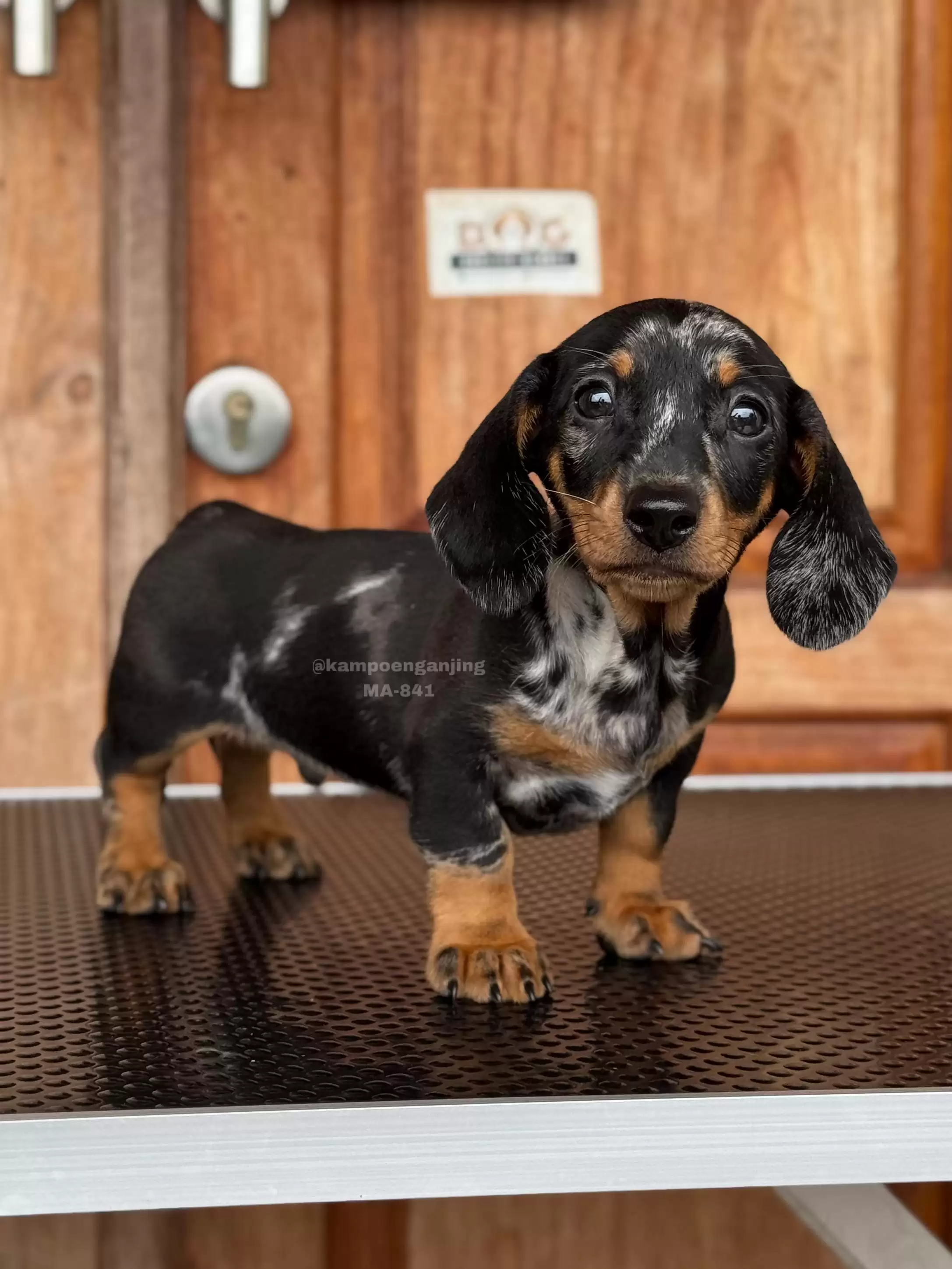 Dachsund male 841