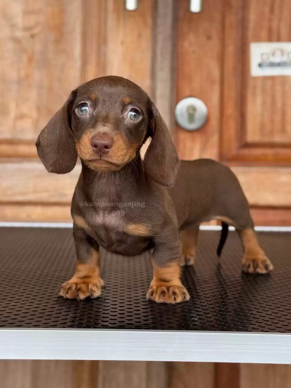 Dachsund female 099