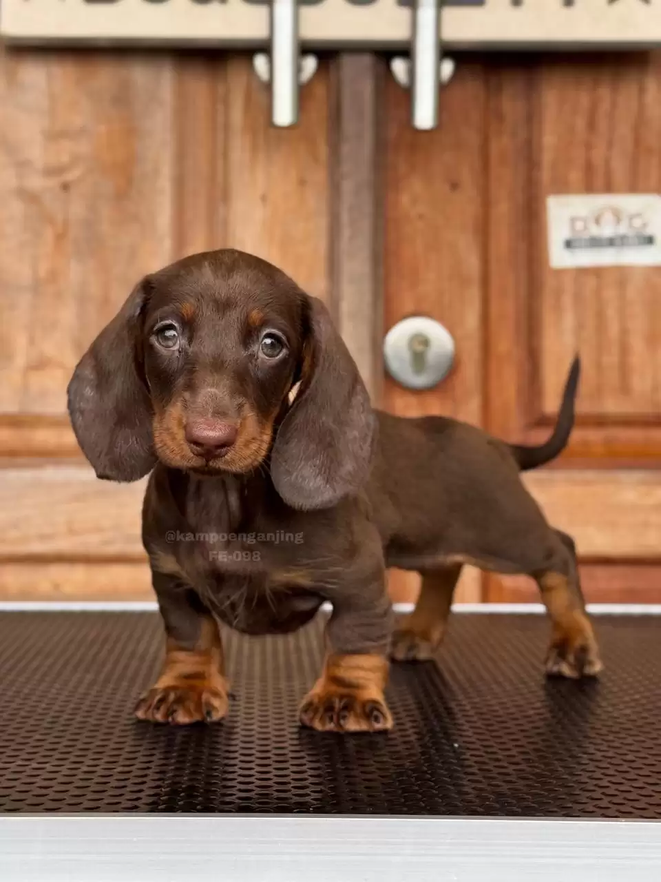 Dachsund female 098