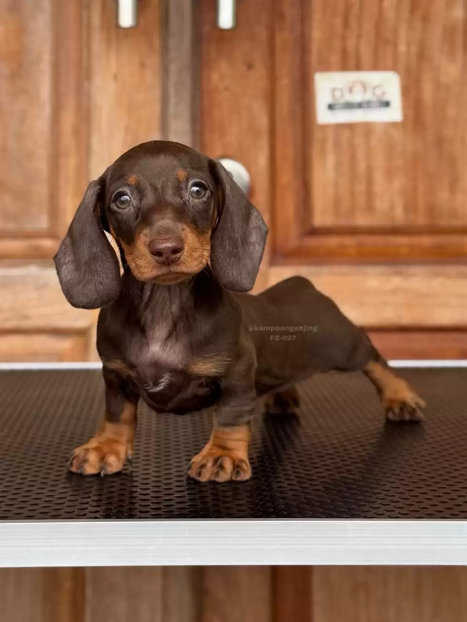 Dachsund female 097